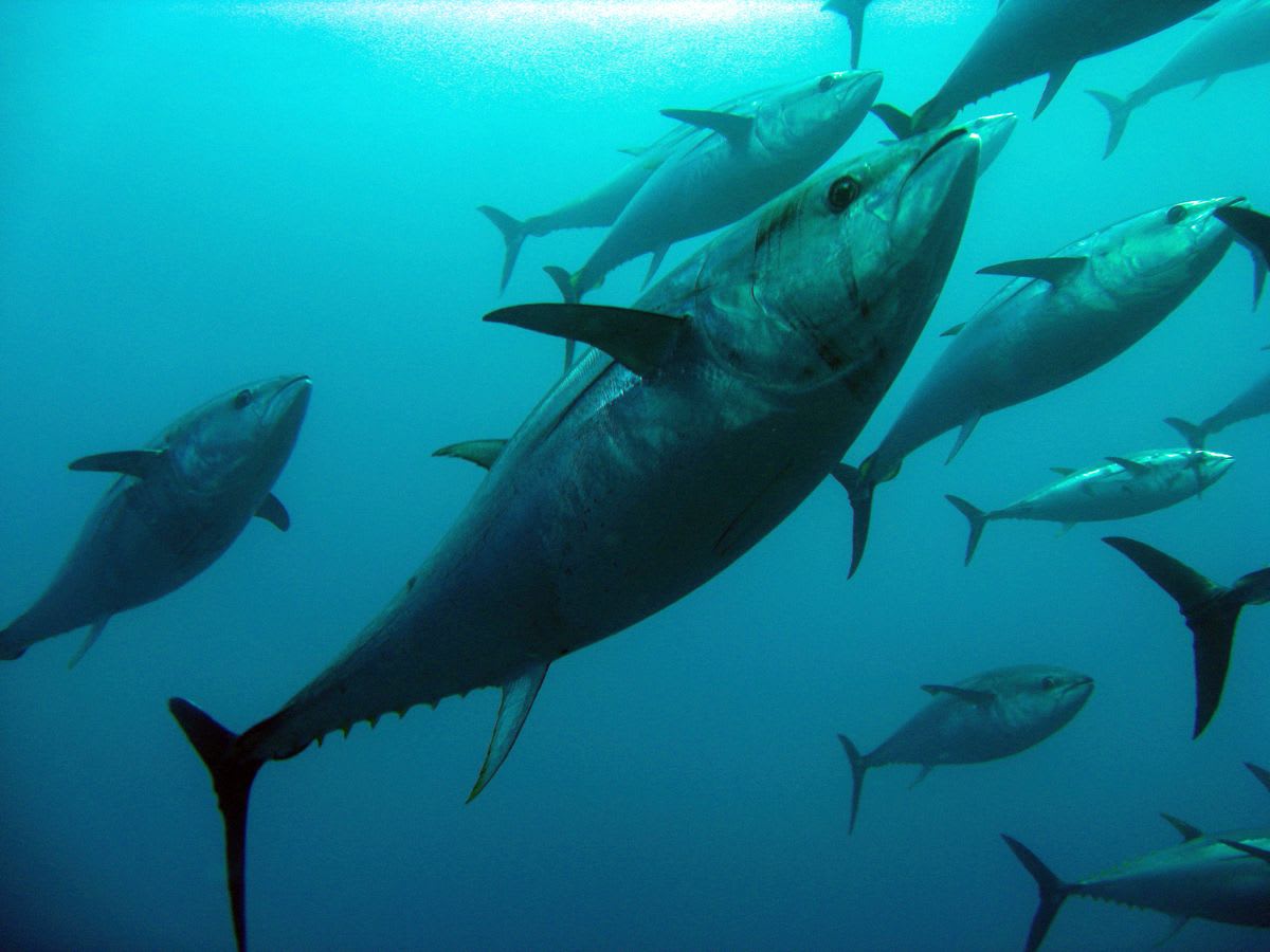 School of tuna swimming underwater in clear blue ocean, with a large fish in the foreground for an Iceland deep sea fishing guide