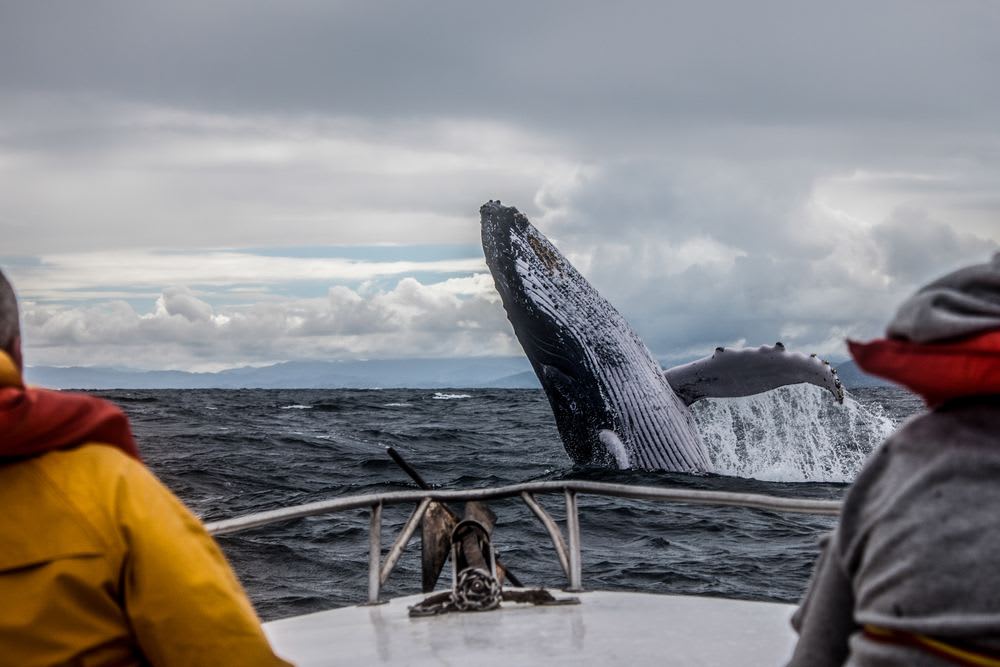 Humpback whale breaches beside a whale-watching boat on rough Icelandic seas, with travelers watching under cloudy September skies.