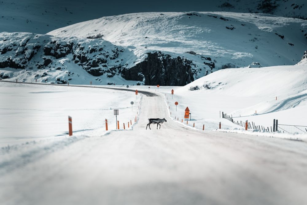 Wild reindeer crosses a snow-covered Iceland road between black lava cliffs and mountains, capturing the magic of winter road trips