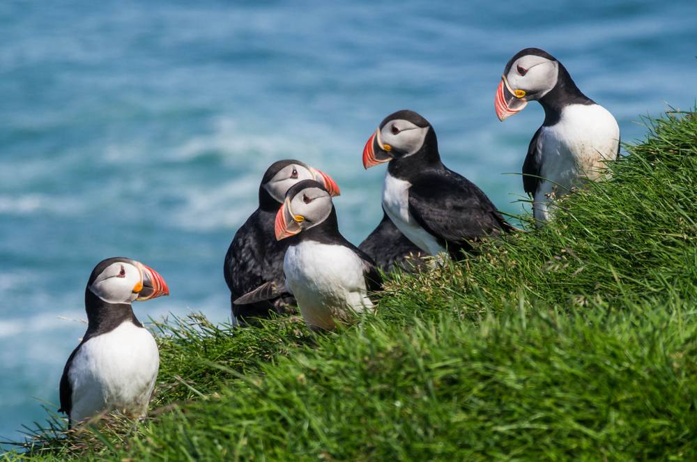 Atlantic puffins perched on a grassy Iceland cliff above the ocean, a top wildlife watching experience during August travel in Iceland