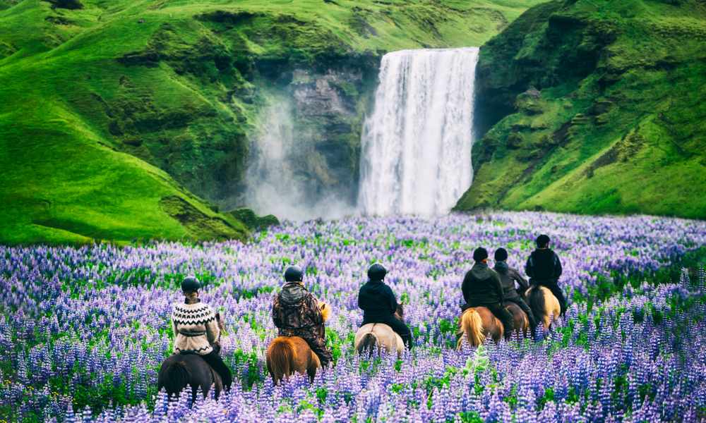 Horseback riders crossing purple lupine fields toward Skógafoss waterfall, a scenic August adventure on Iceland’s South Coast
