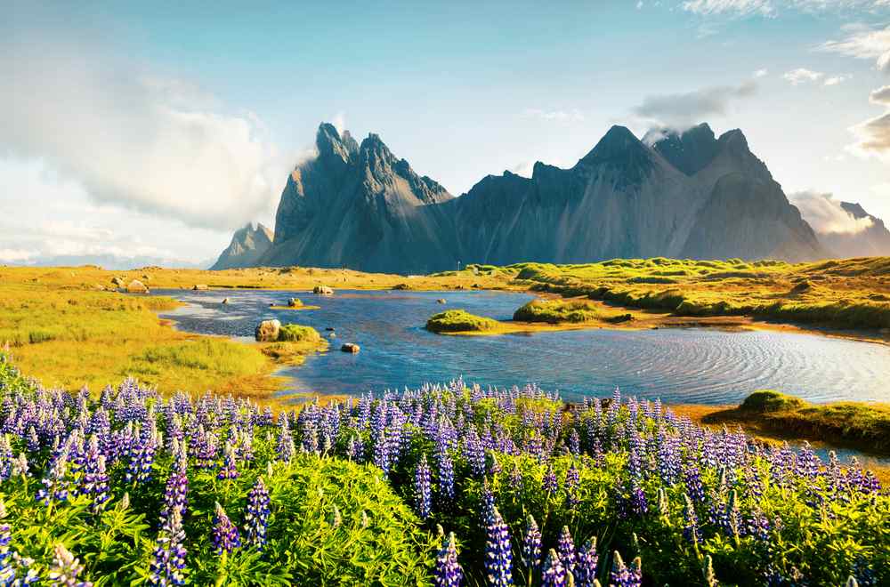 Purple lupine flowers by a lagoon beneath Vestrahorn mountain at Stokksnes in summer, with golden grass and dramatic Iceland peaks