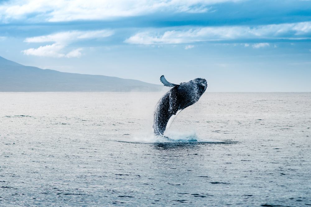 Humpback whale breaching from the ocean during a summer whale watching tour in Iceland, with misty mountains and blue sky beyond