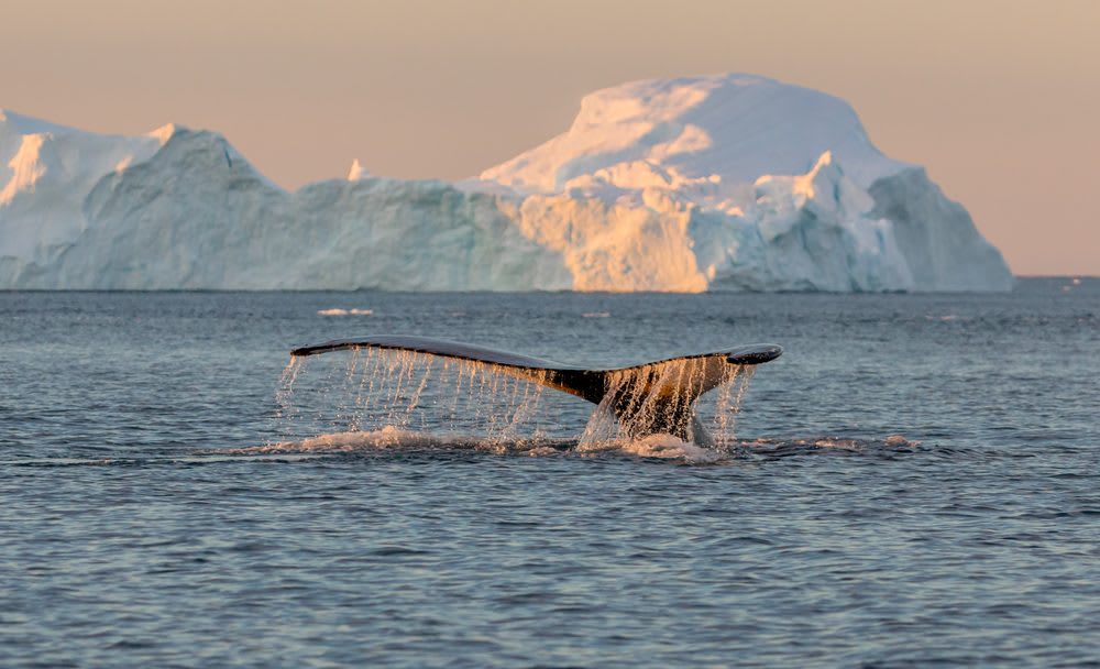 Humpback whale tail emerging from calm Arctic waters with a sunlit iceberg behind it during a scenic whale-watching tour in Iceland.