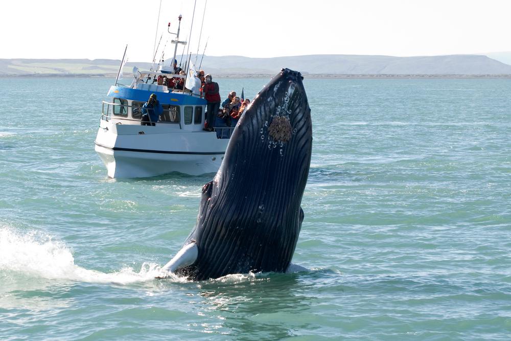 Humpback whale rising vertically beside a whale-watching boat in Iceland as passengers witness a dramatic close-up encounter at sea.