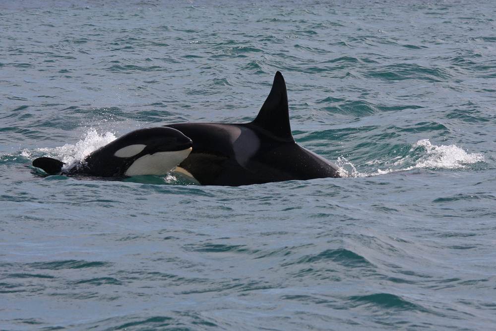 Adult orca and calf swimming side by side in Icelandic waters, a memorable wildlife sighting on a whale-watching tour off Iceland.
