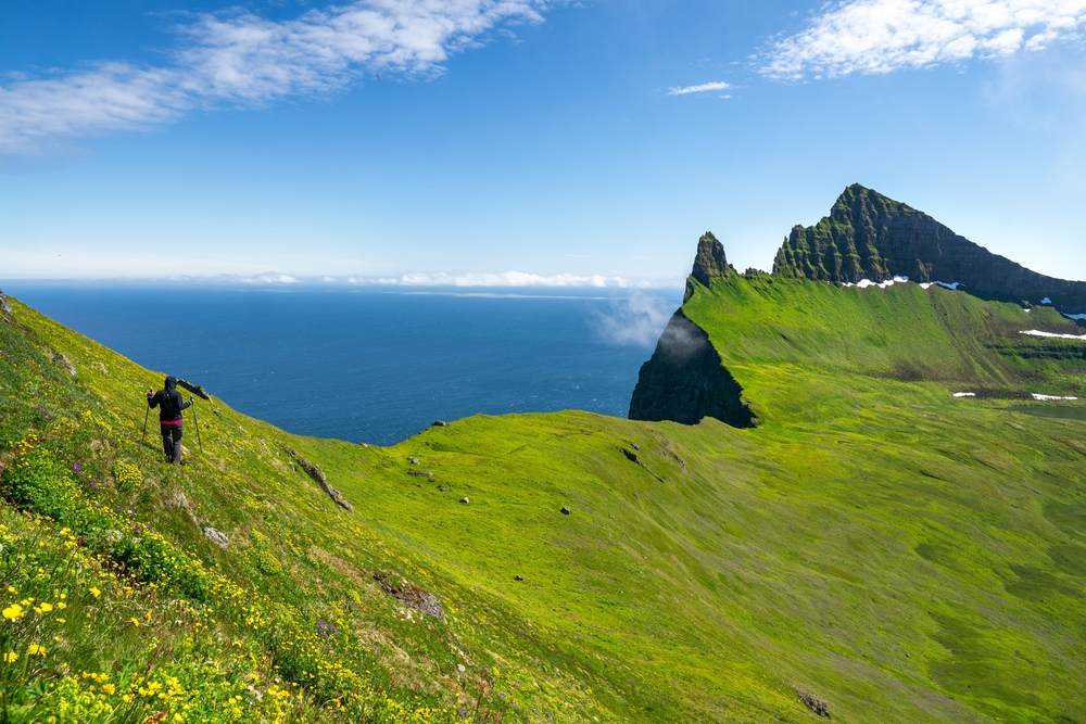 Hiker with trekking poles crosses a flower-covered coastal ridge in Iceland, overlooking the Atlantic Ocean and dramatic green mountain peaks.