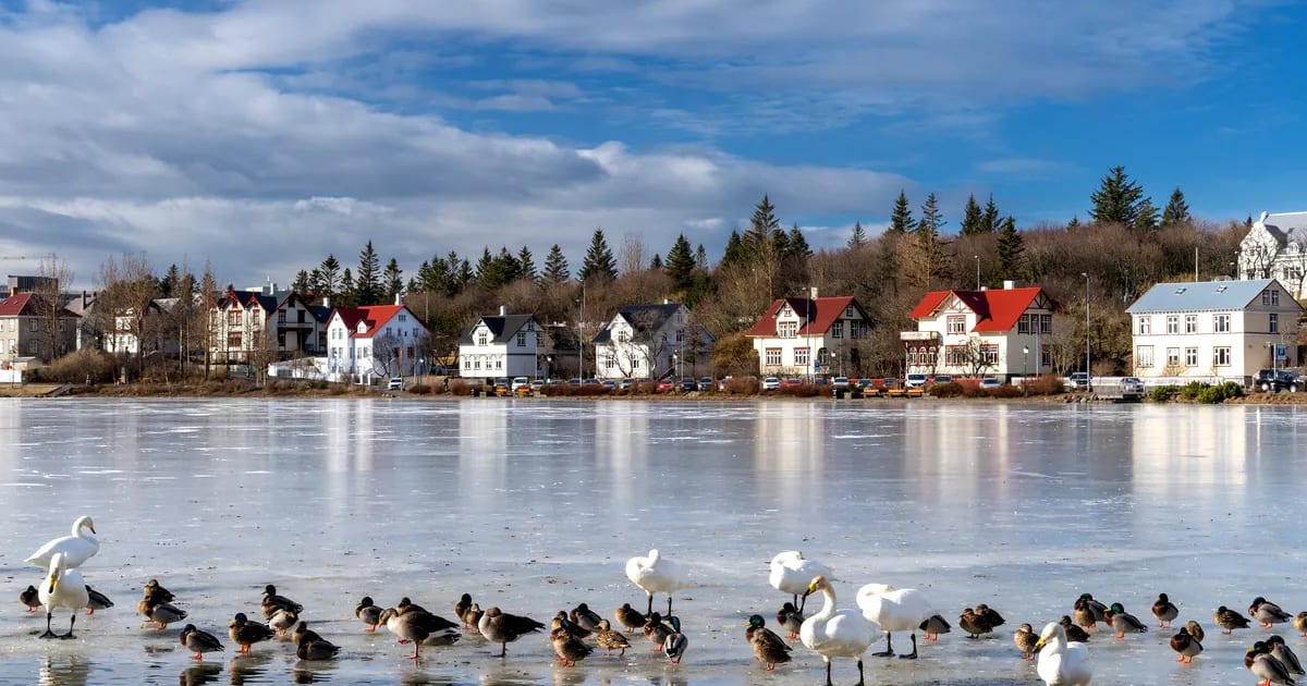 Swans and ducks on frozen Tjörnin Lake in Reykjavík, with colorful Nordic houses, reflections, and bright March skies in Iceland