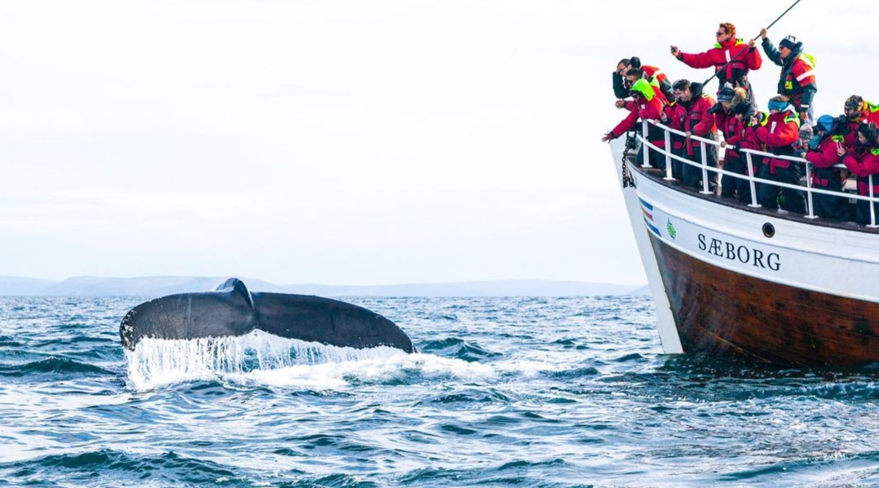 Walfluke über dem Wasser, während Passagiere von einem Boot in Húsavík aus zusehen