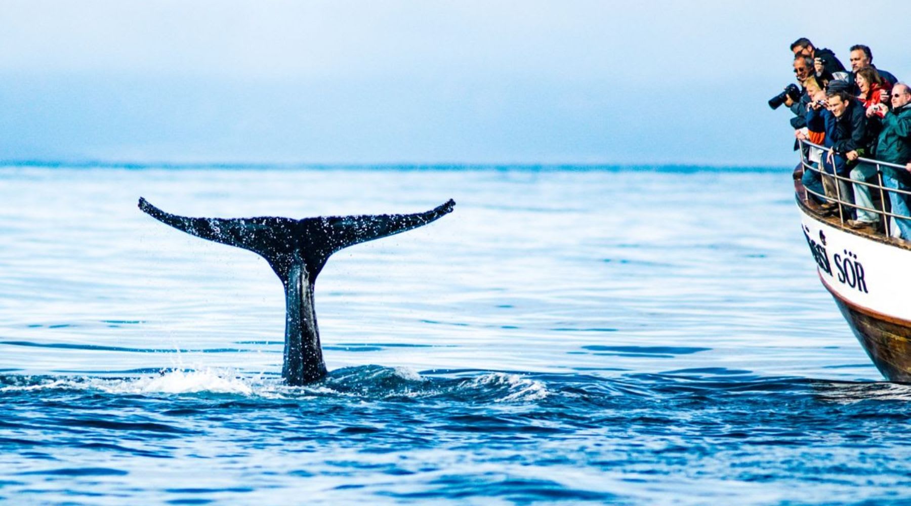 Walfluke in ruhigem blauem Wasser neben einem Walbeobachtungsboot in Island