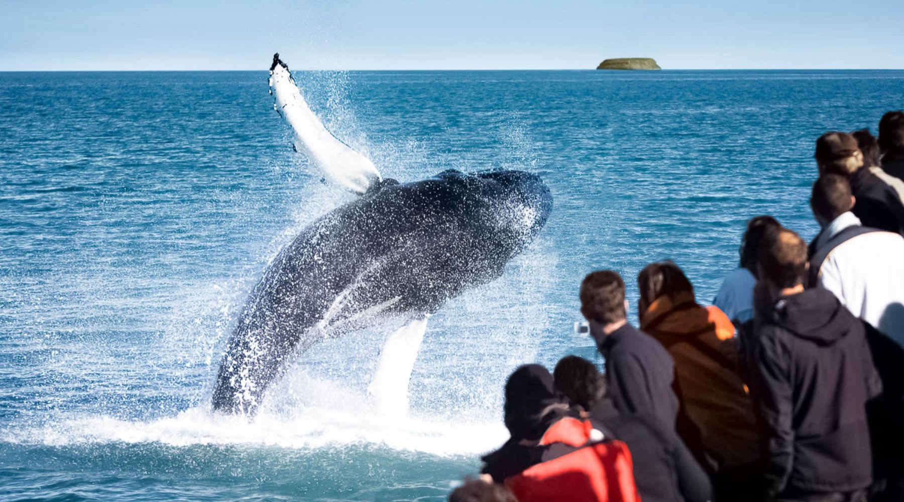 Buckelwal springt neben einem Walbeobachtungsboot in Island aus dem Wasser