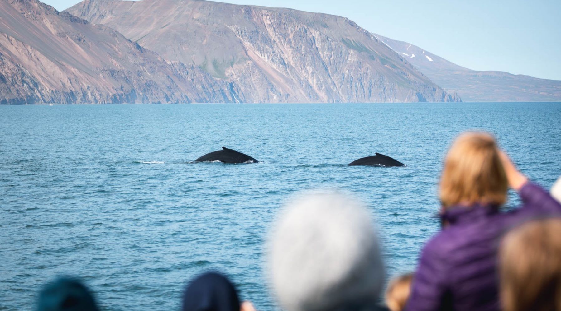 Zwei Wale tauchen auf, während Reisende von einem Boot in Nordisland aus zusehen