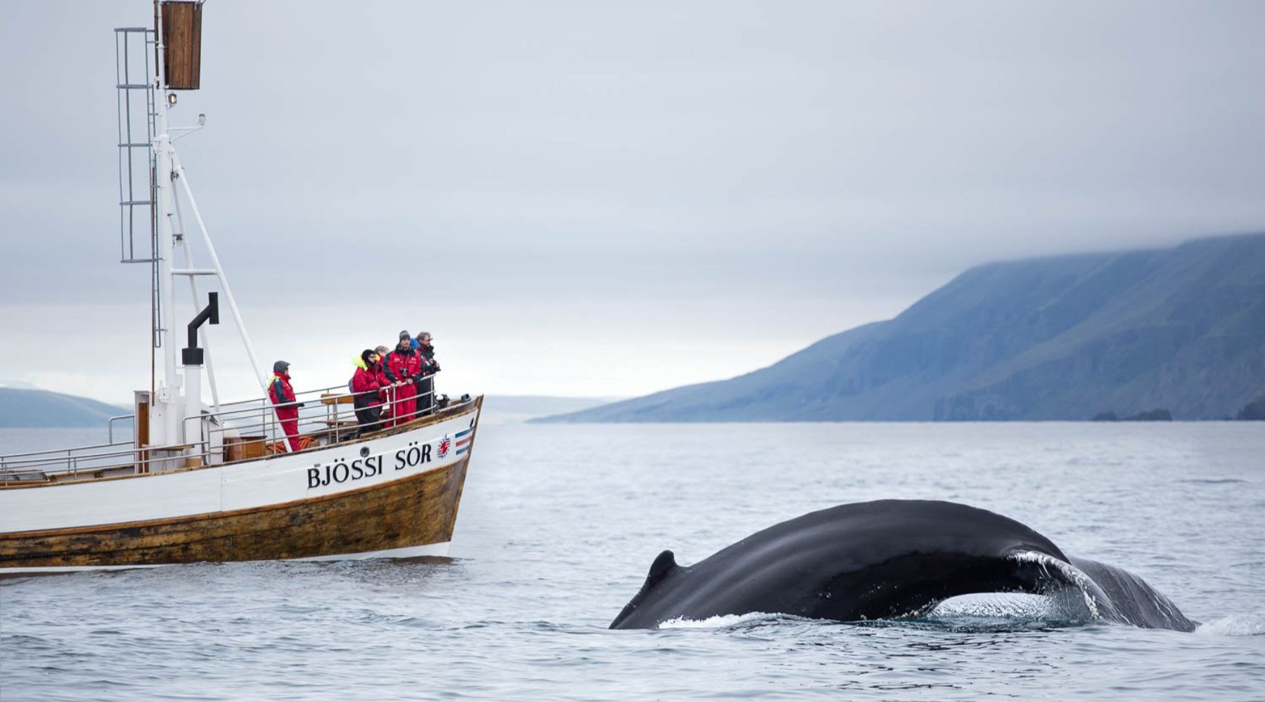 Buckelwal taucht nahe einem Walbeobachtungsboot in Húsavík auf