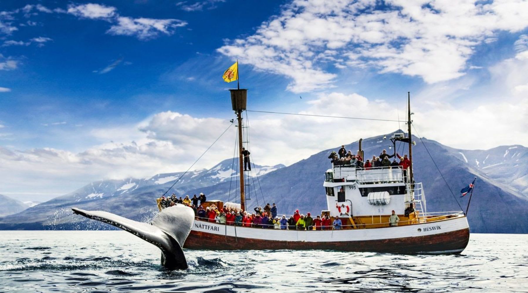 Húsavík-Walbeobachtungstour