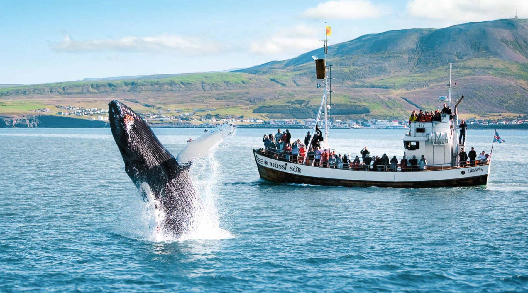 Buckelwal springt nahe einem Walbeobachtungsboot vor Húsavík aus dem Wasser