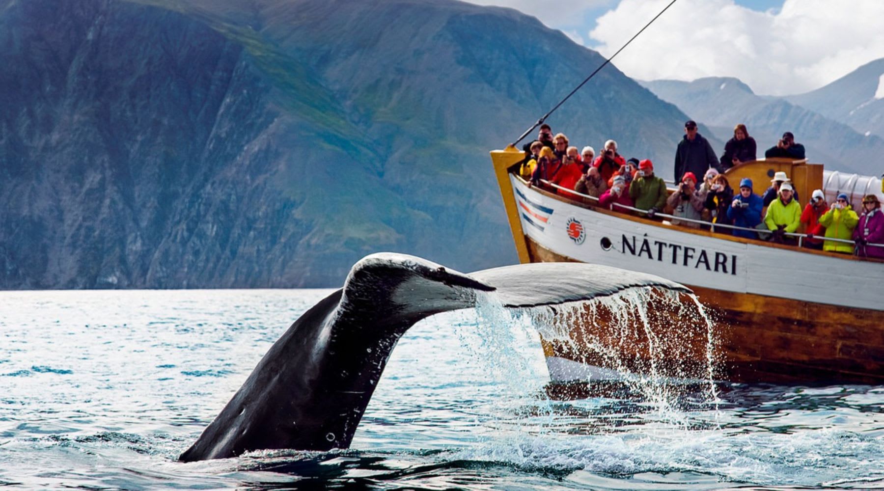 Walfluke ragt nahe einem Walbeobachtungsboot in Húsavík aus dem Meer