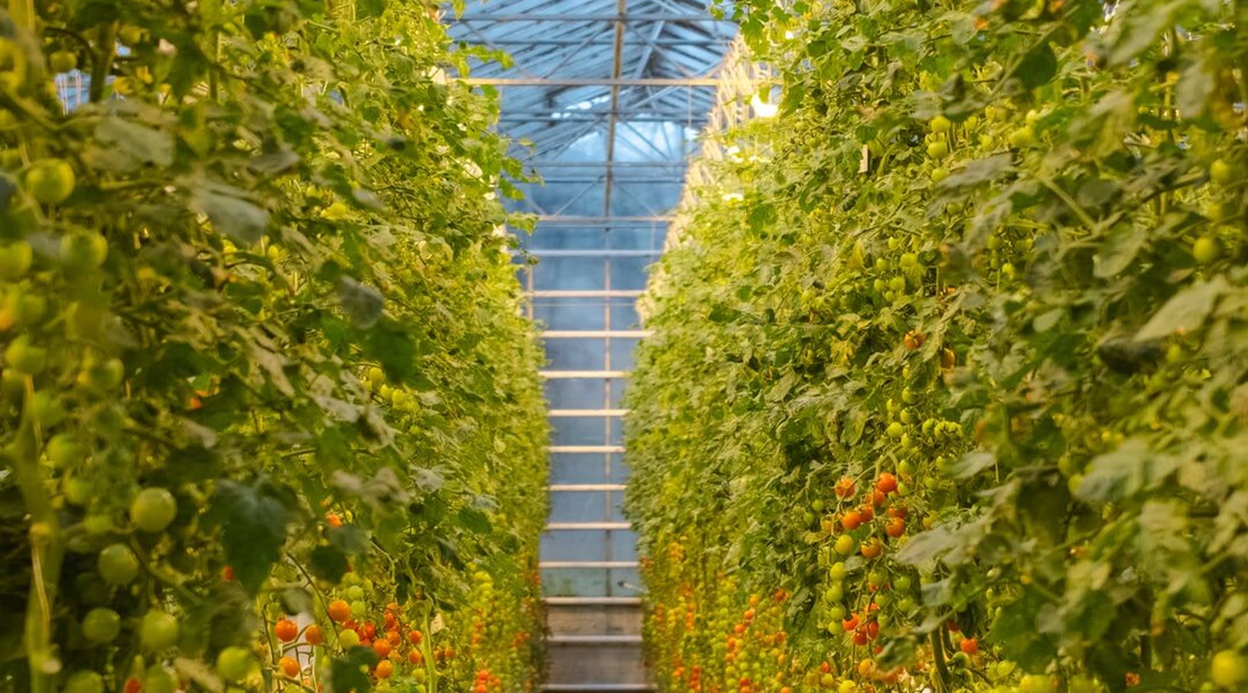 Tomato plants hanging from the greenhouse ceiling at Fridheimar farm.