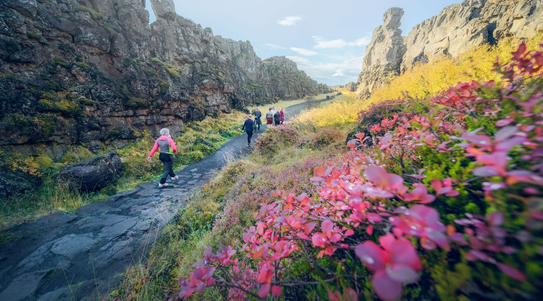 Beautiful walk among flowers and Icelandic moss in Thingvellir.