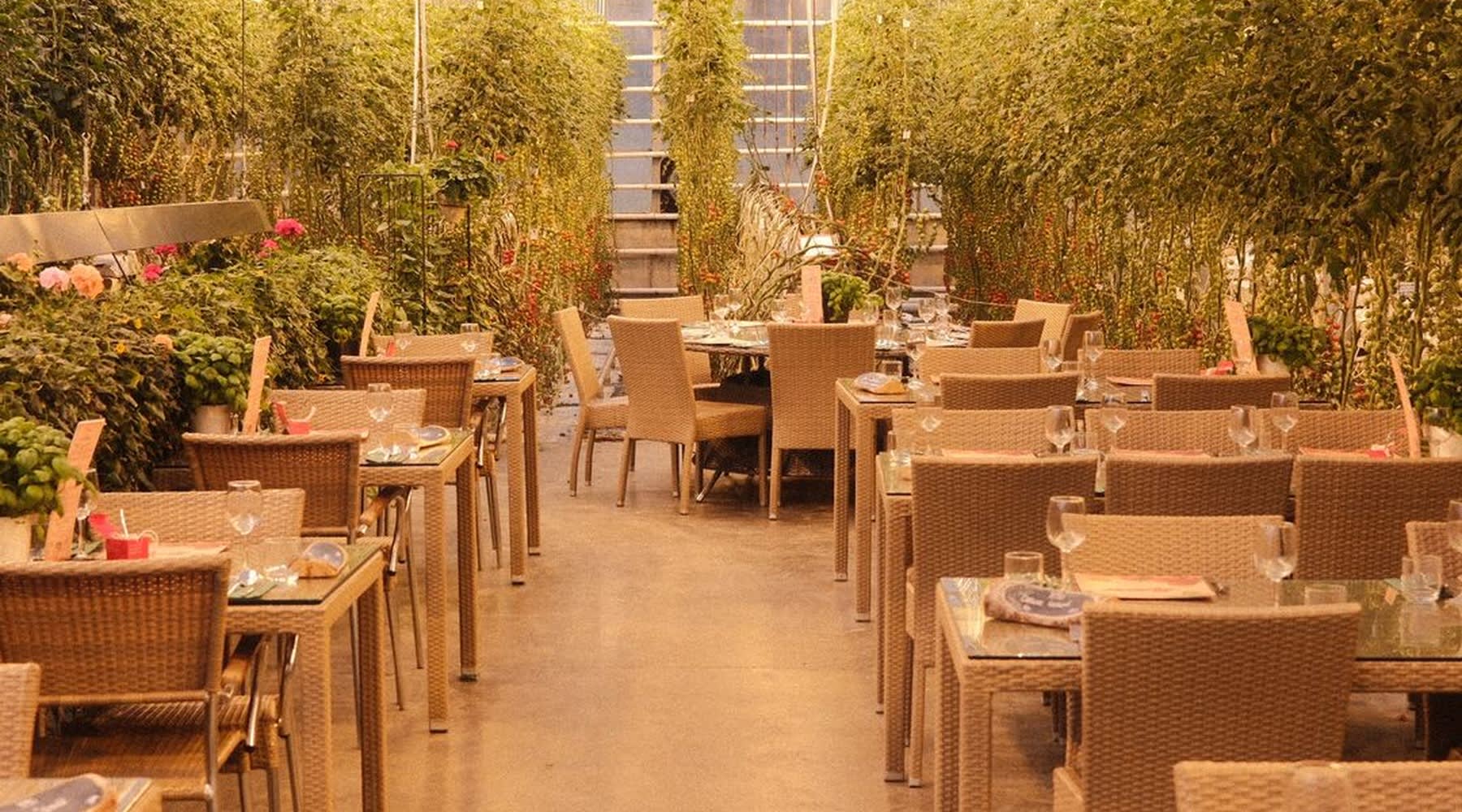 Restaurant tables at Fridheimar surrounded by tomato plants.
