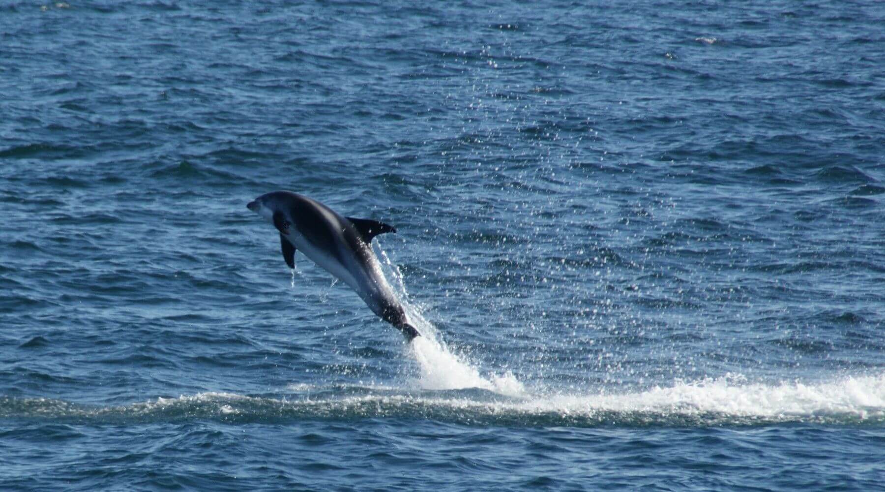 Delfino che salta fuori dall’oceano durante un tour di avvistamento delle balene in Islanda