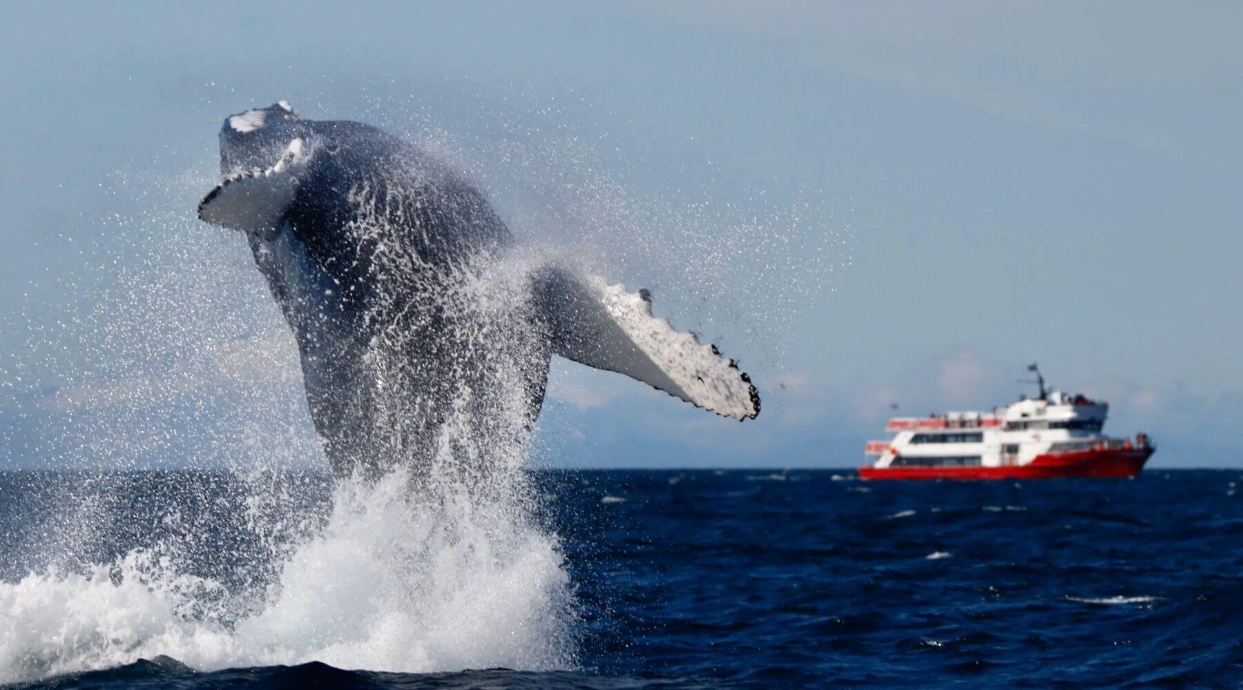 Megattera che salta vicino a una barca per l’avvistamento delle balene nelle acque islandesi