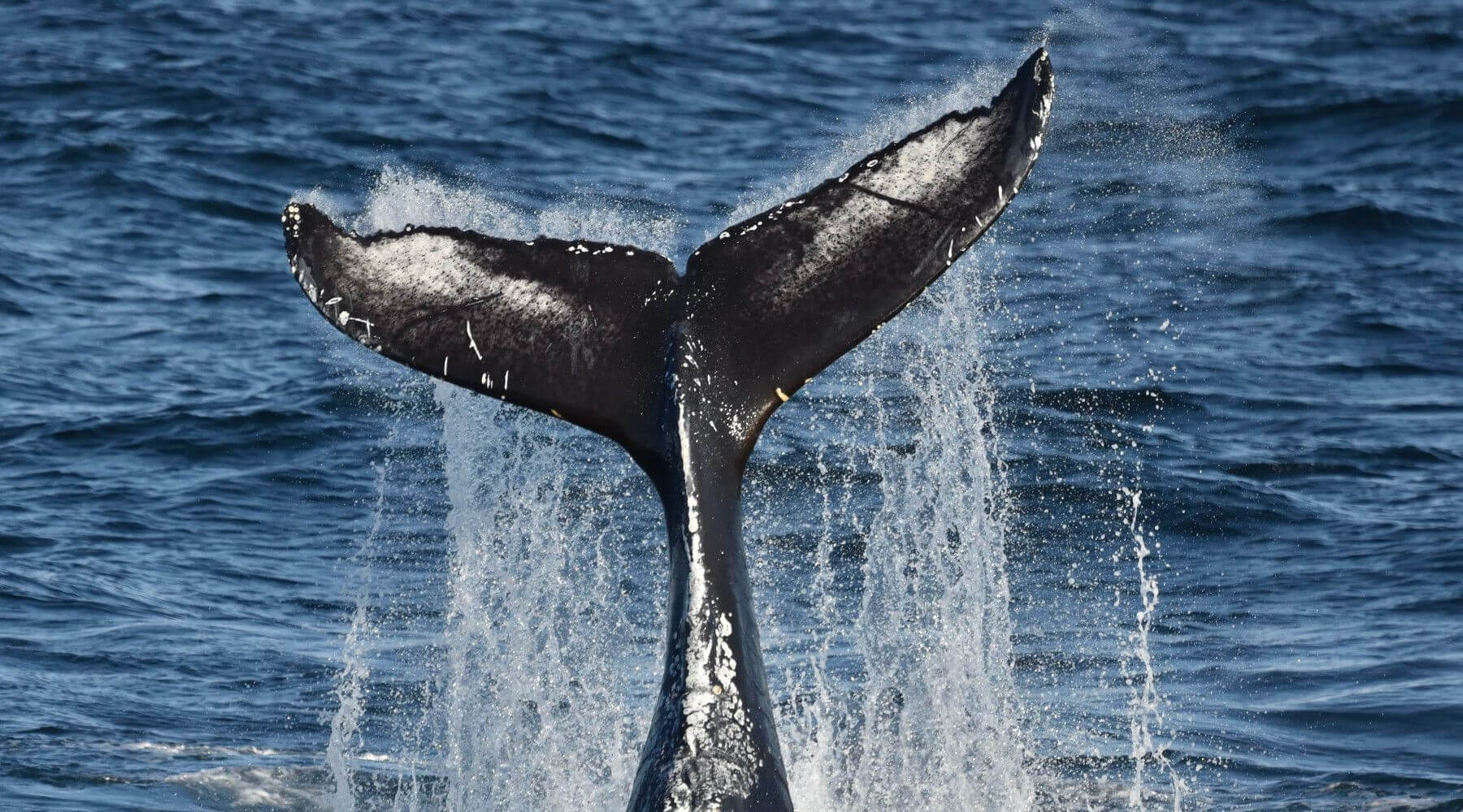 Primo piano di una coda di balena che solleva spruzzi sulla superficie dell’oceano