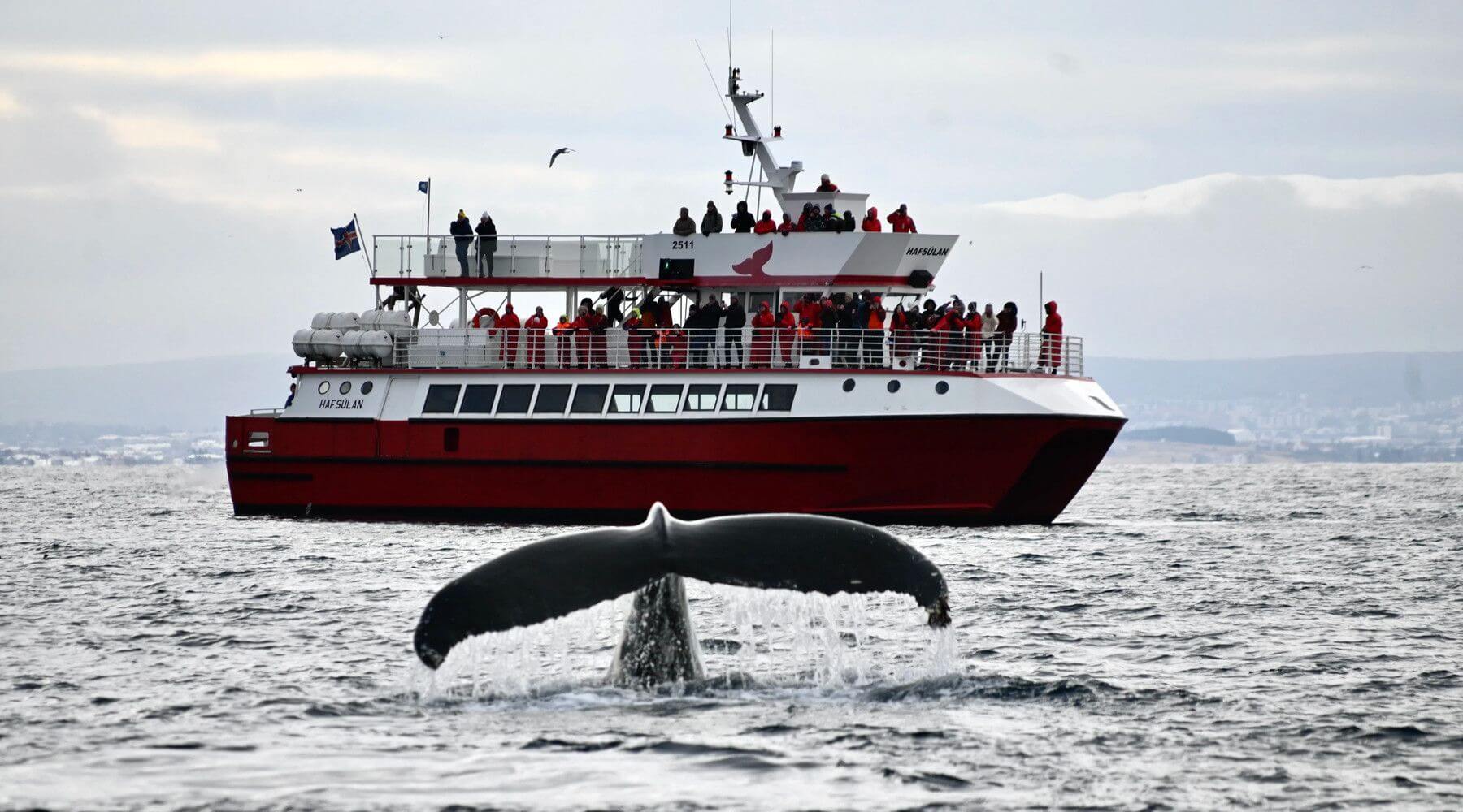 Reykjavik Whale Watching — Classic Tour