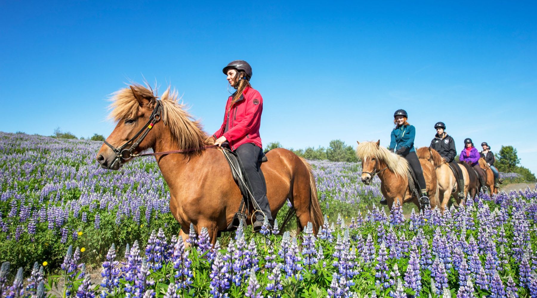 Des visiteurs montant des chevaux islandais dans un champ de lupins violets.