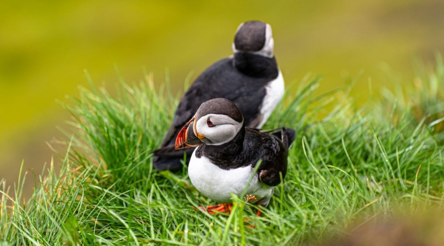 A pair of Icelandic puffins.
