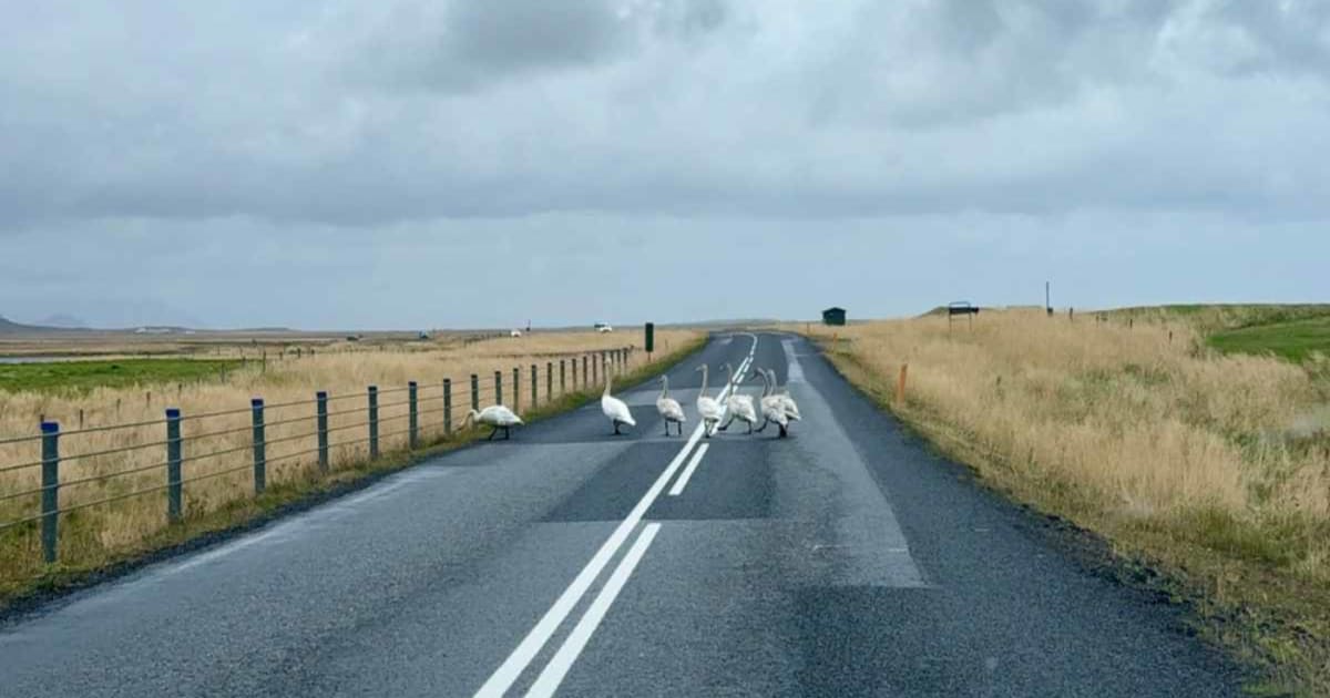 Driving in Iceland: What First-Time Visitors Need to Know