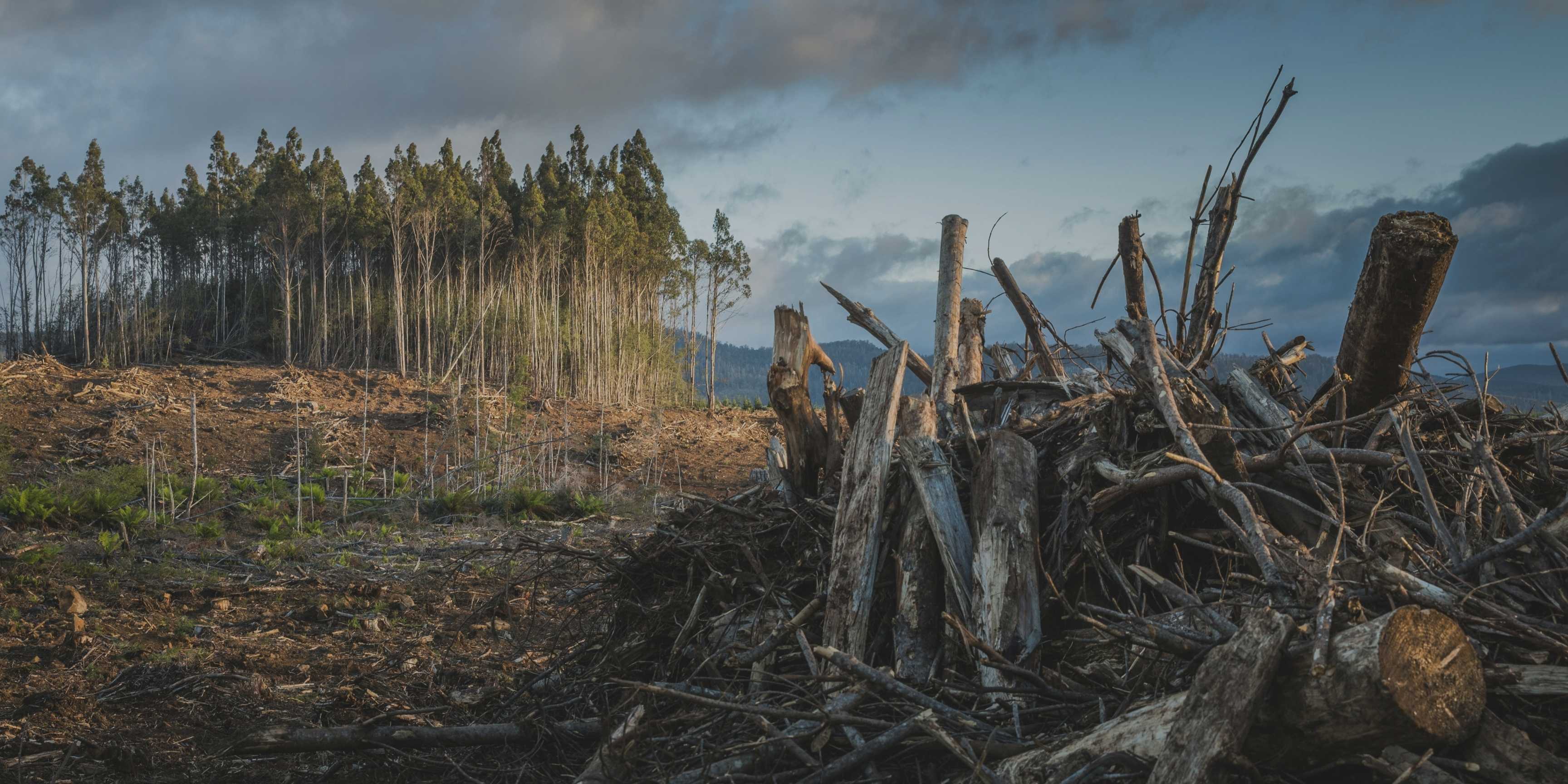 Día Mundial del Hábitat: proteger los ecosistemas es proteger la vida
