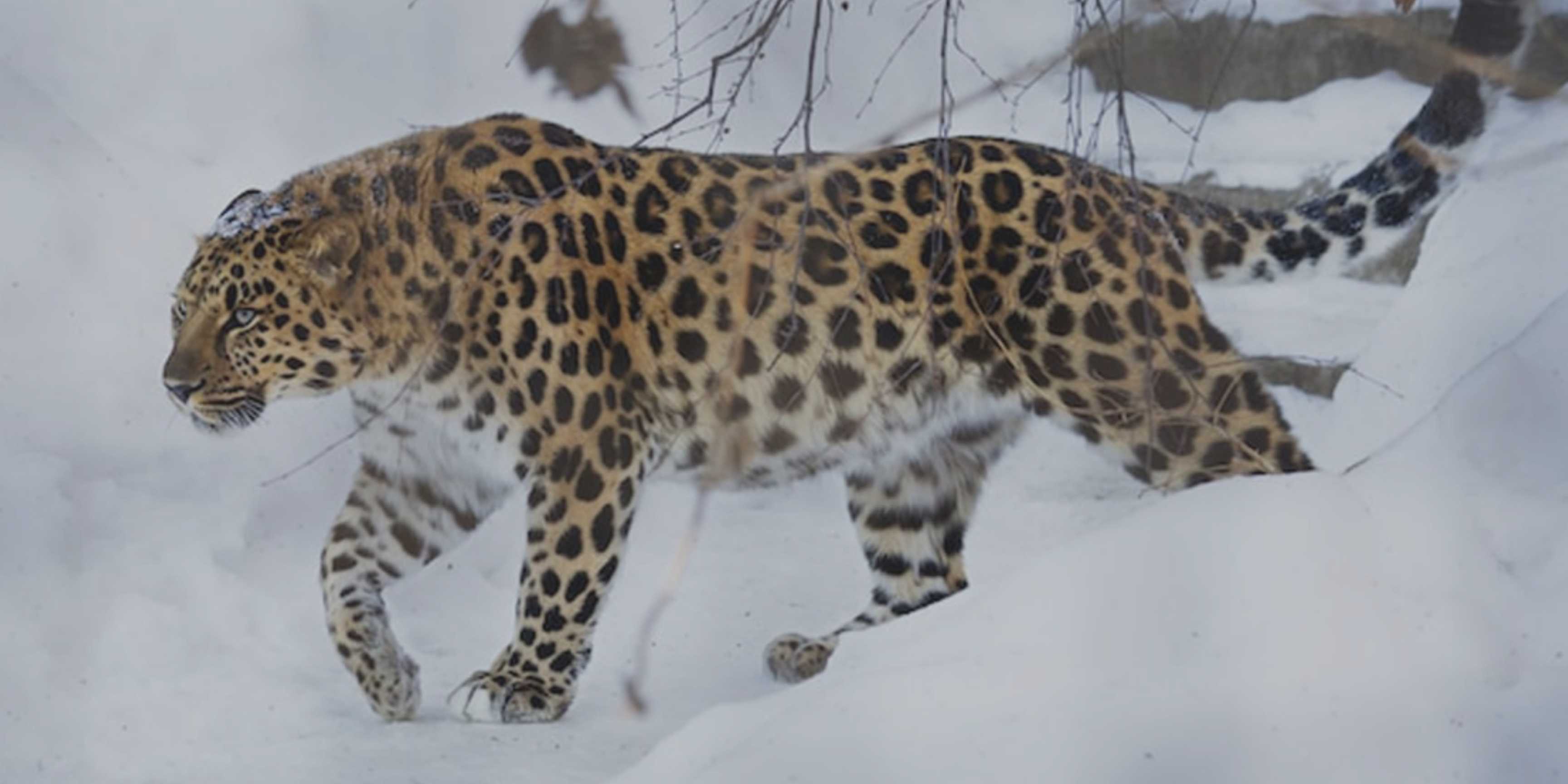 Día Mundial de los Animales: detener la extinción es proteger nuestro futuro