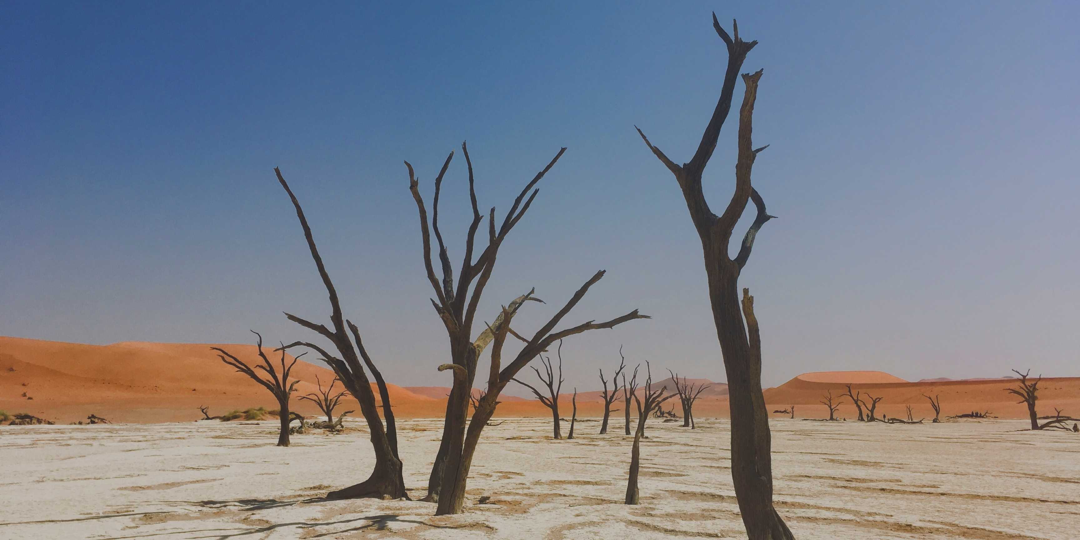 Recuperación de tierras degradadas: regenerar el suelo es regenerar el futuro