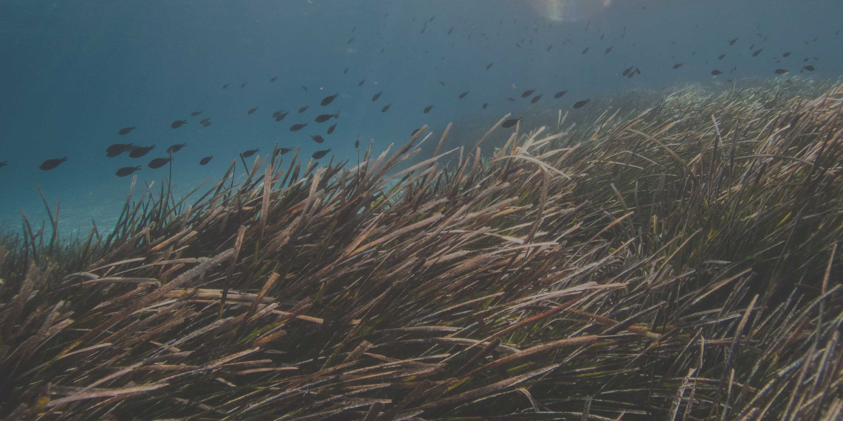 Bosques bajo el agua: la restauración de la posidonia como pulmón azul del Mediterráneo