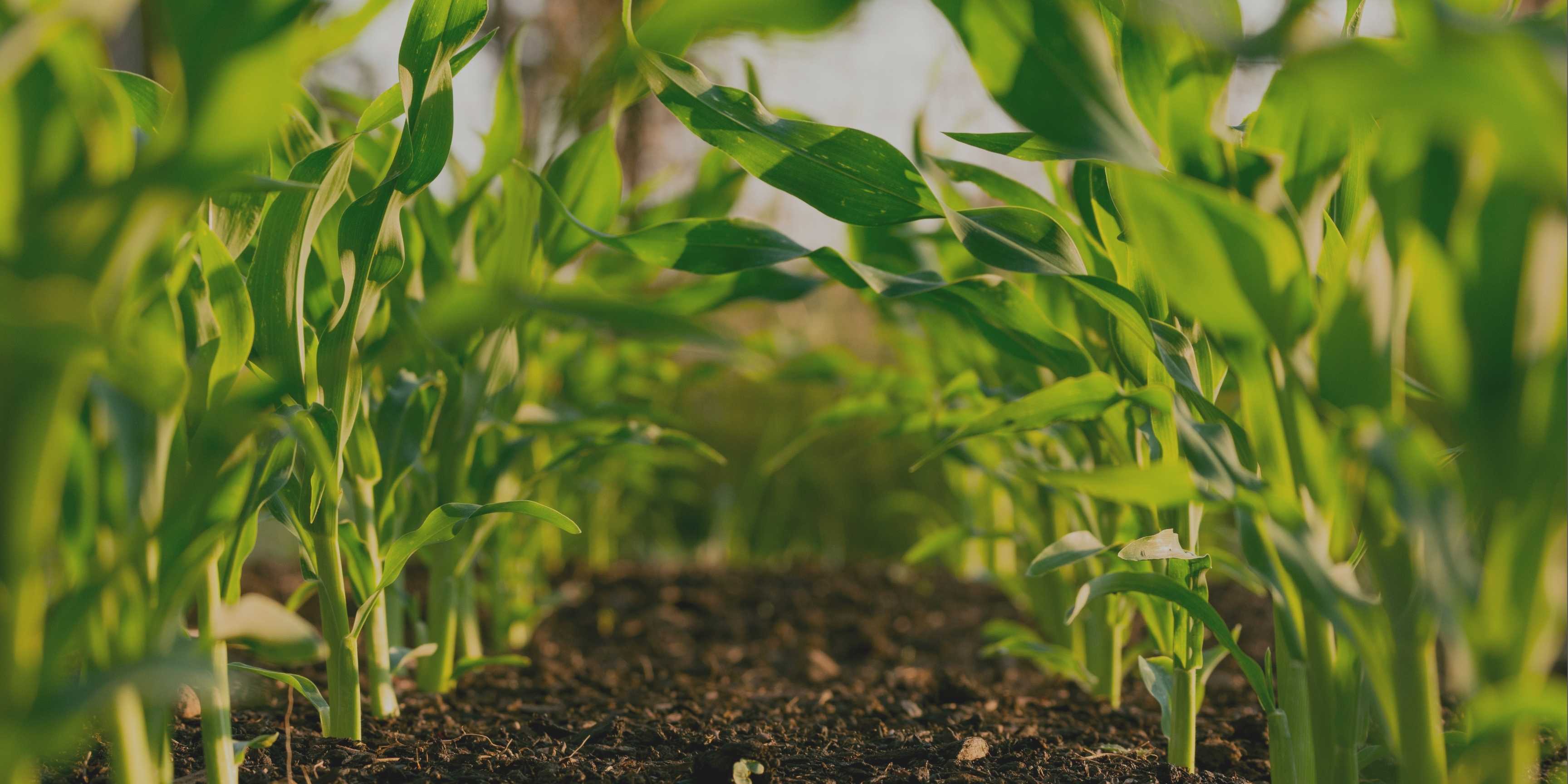 Agricultura resiliente: sembrar el futuro en un clima cambiante