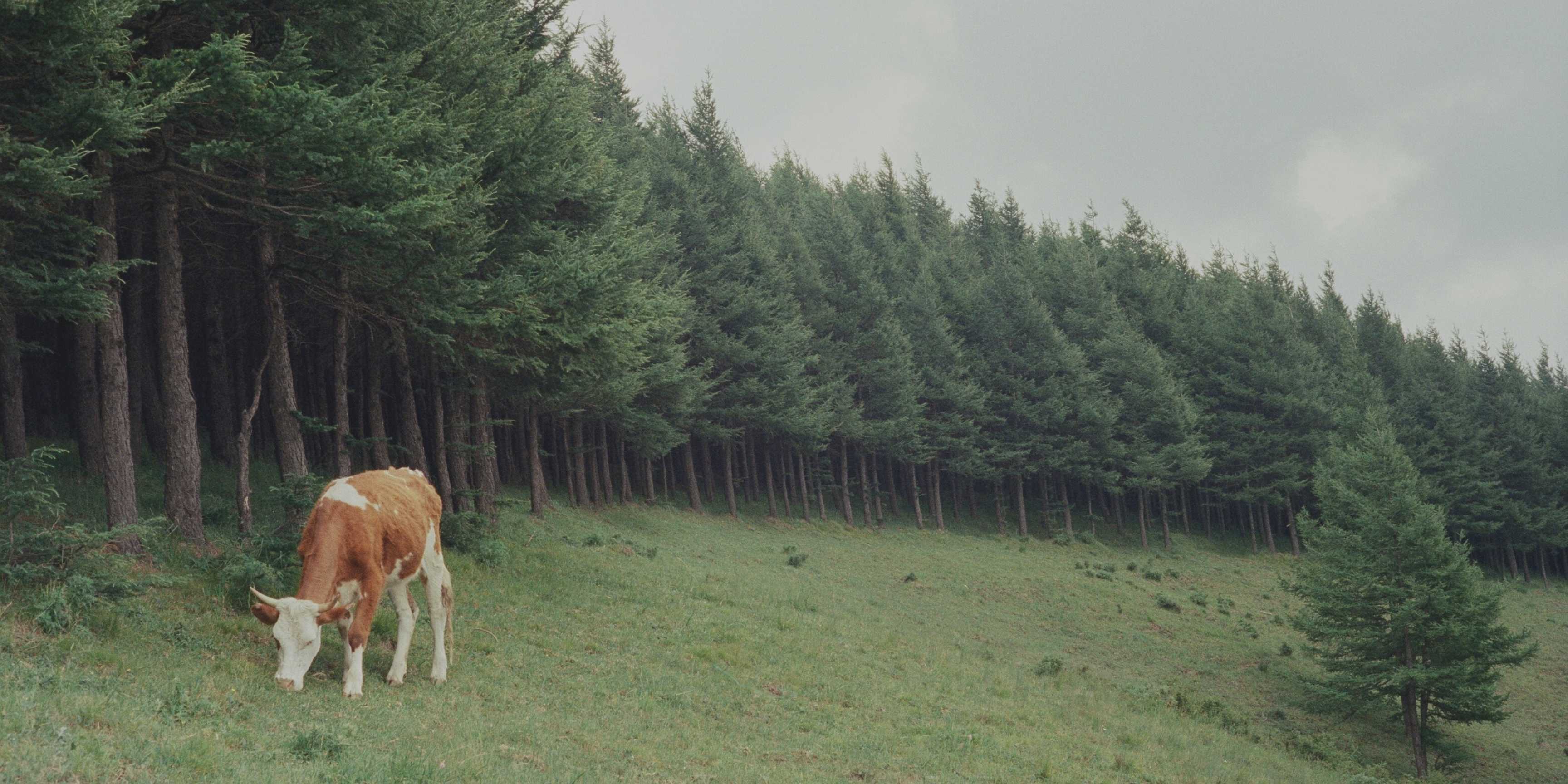 Fauna contra el fuego: la prevención natural como solución sostenible