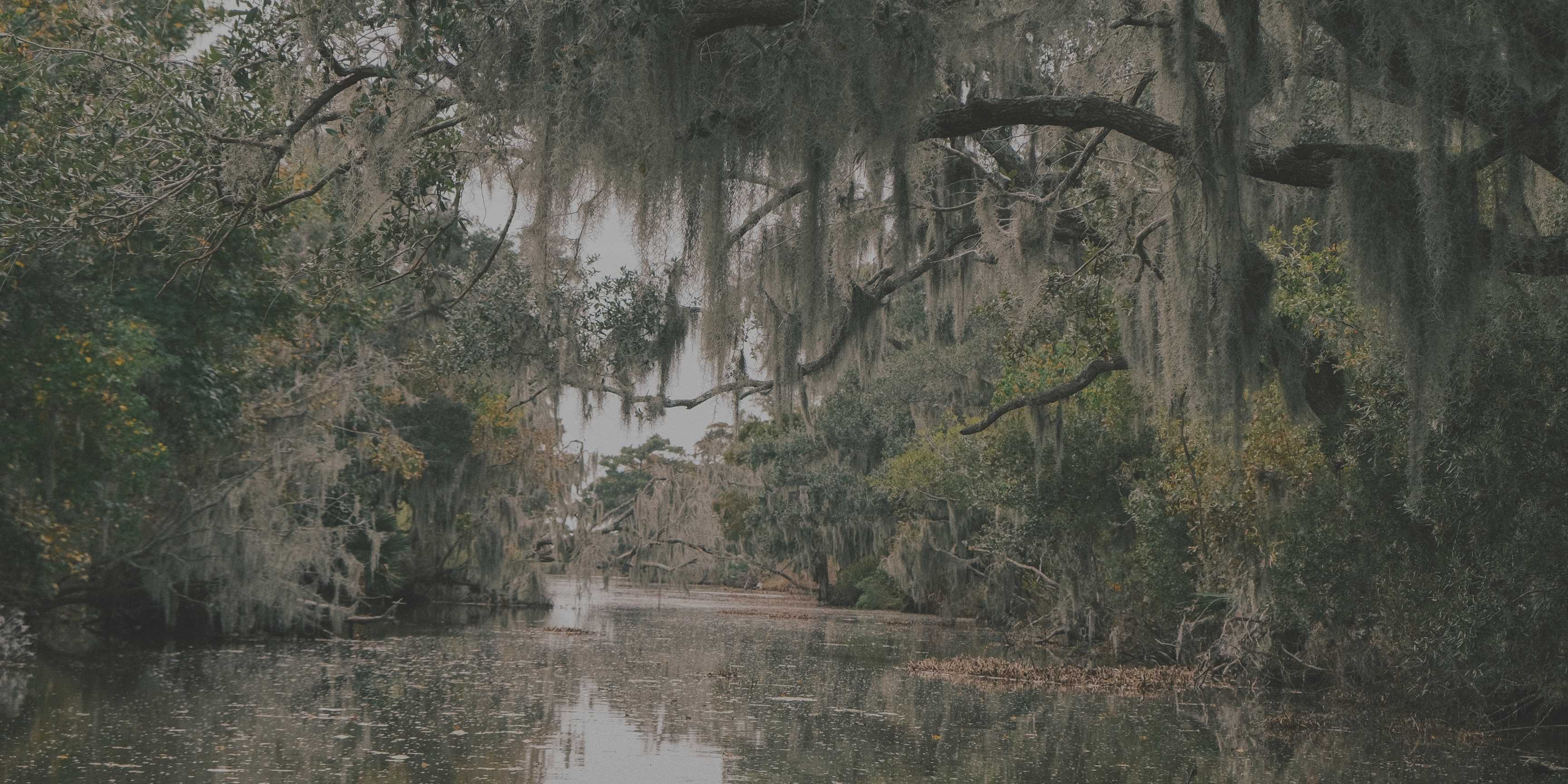 Manglares: los guardianes invisibles entre el mar y la tierra
