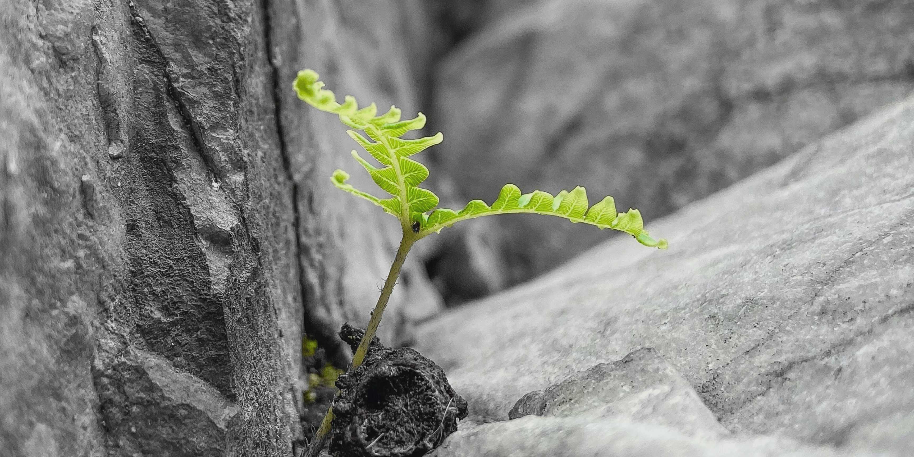 Resiliencia: el nuevo eje del enfoque ESG