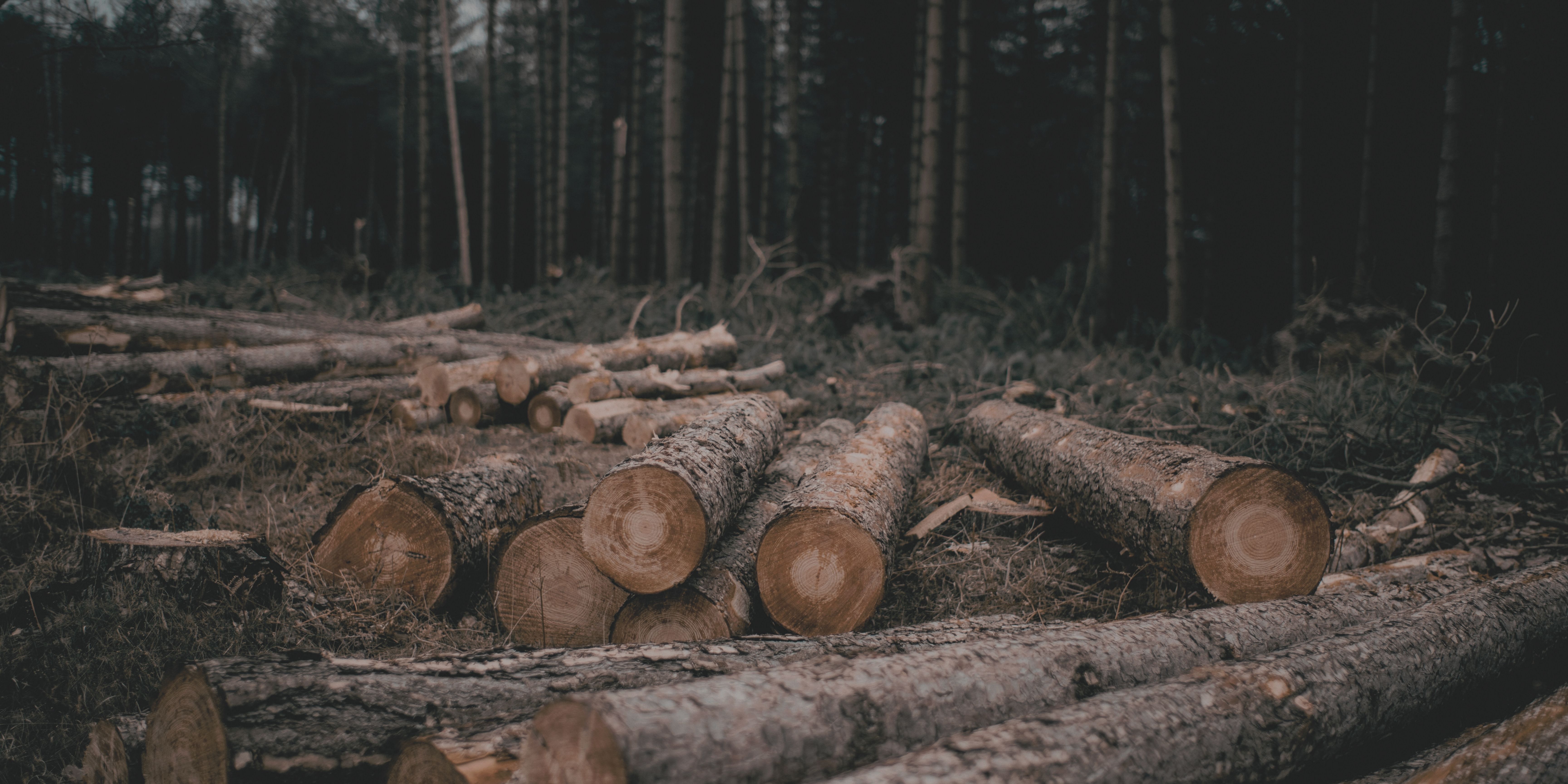 La deforestación como reto estratégico para las empresas