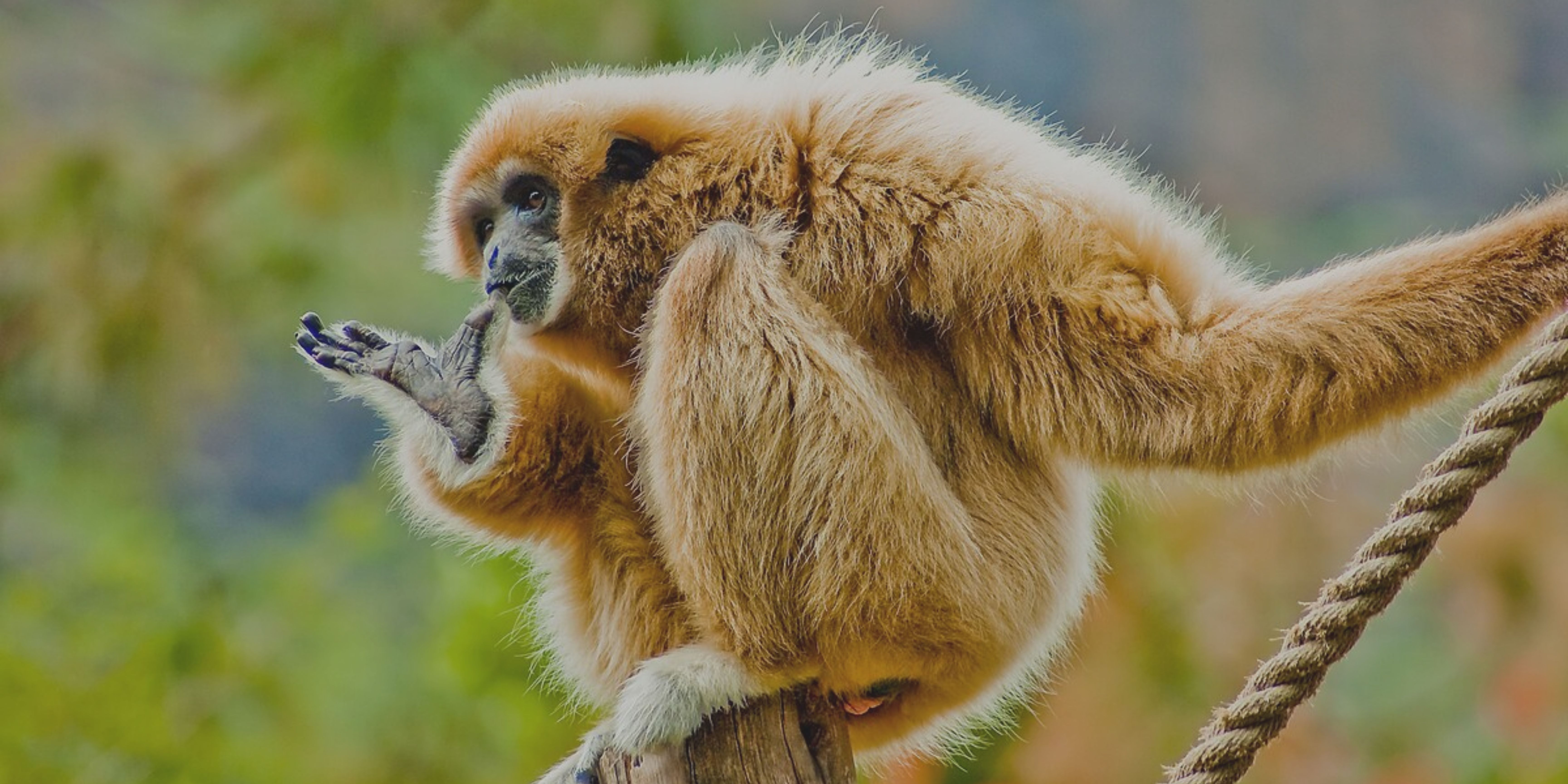 Al borde del silencio: especies que podrían desaparecer si no actuamos a tiempo