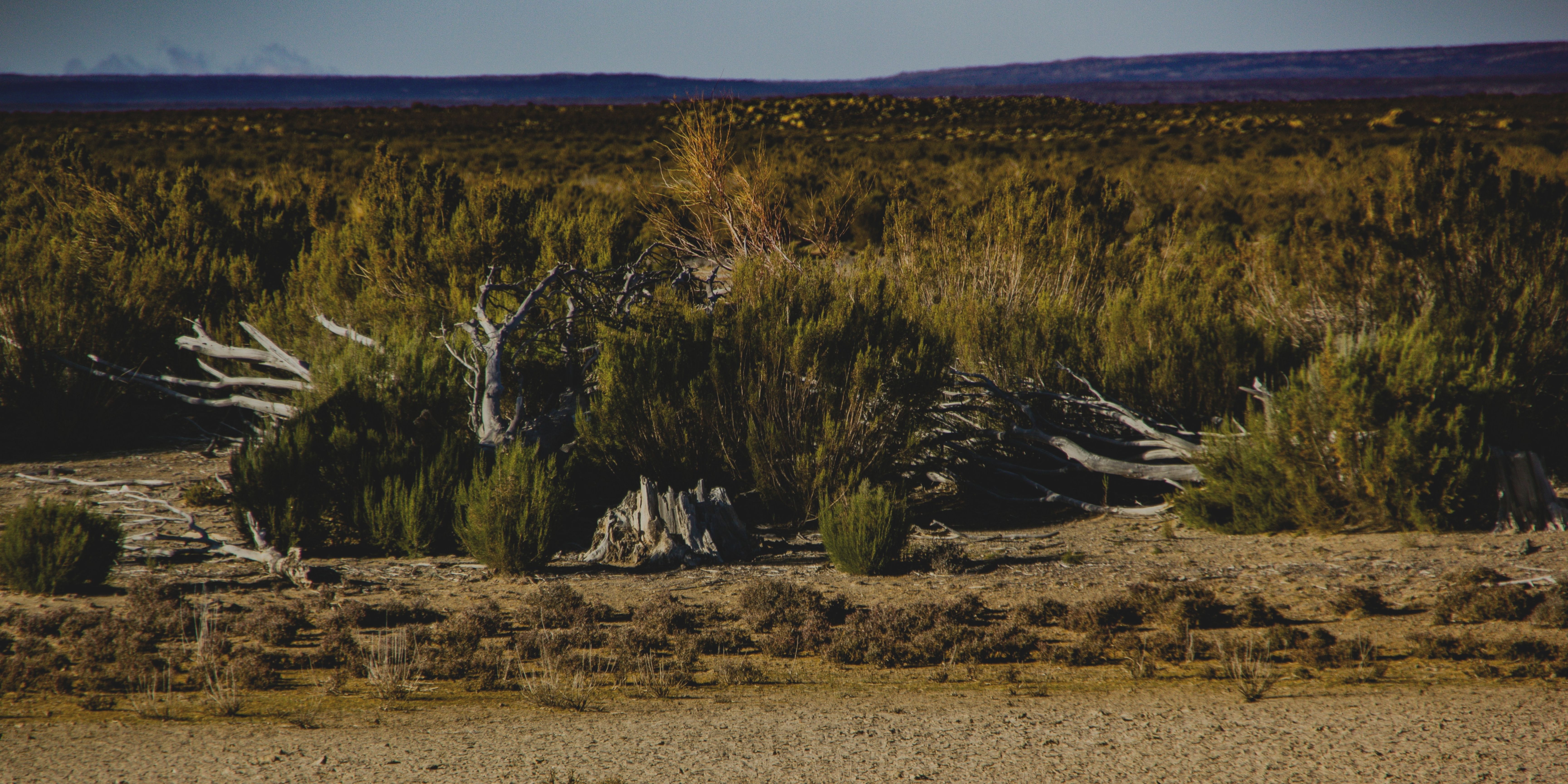 Pastizales frente a la sequía: ecosistemas clave bajo presión climática
