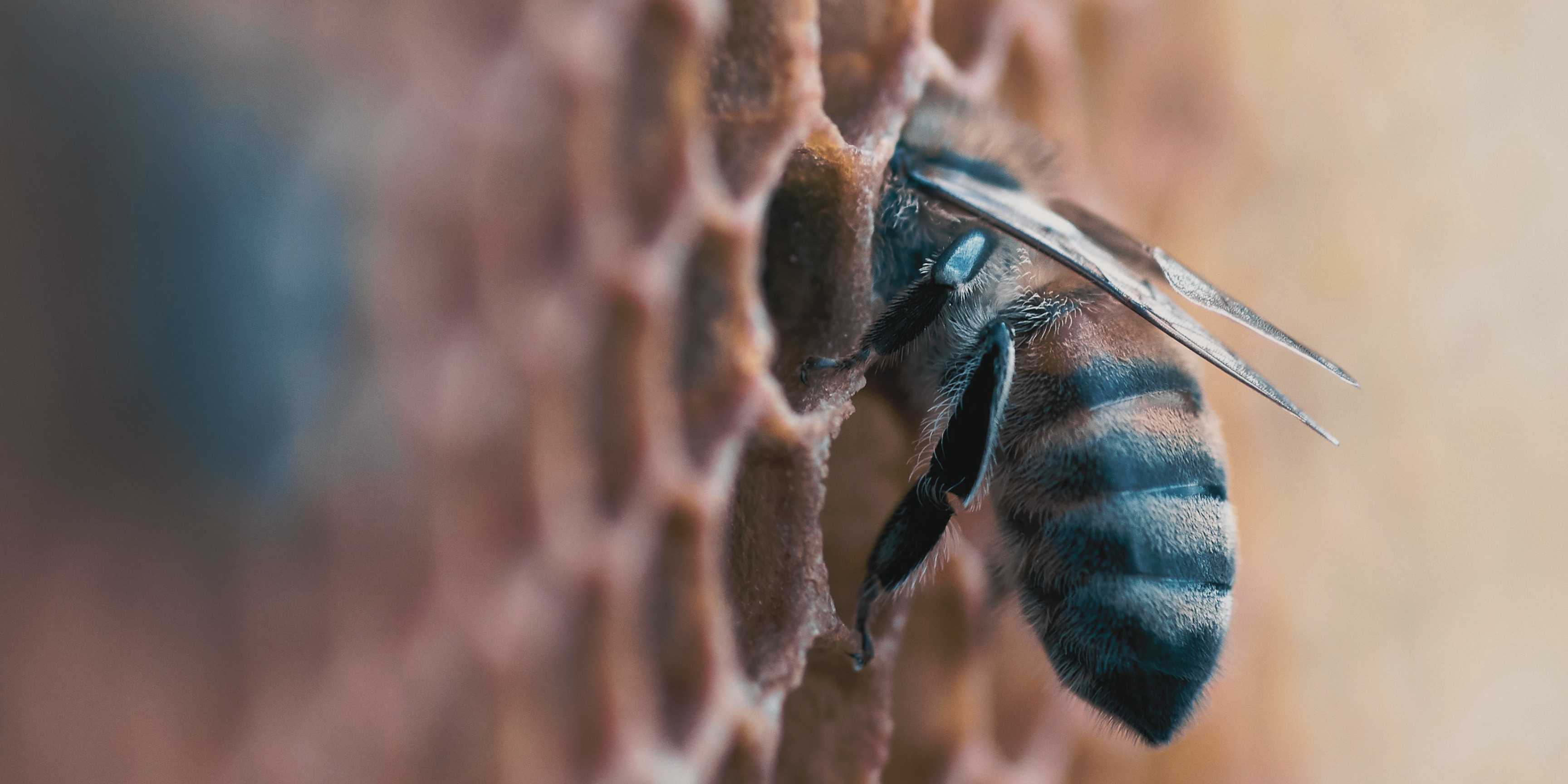 Abejas y biodiversidad: por qué proteger a los polinizadores es proteger el futuro