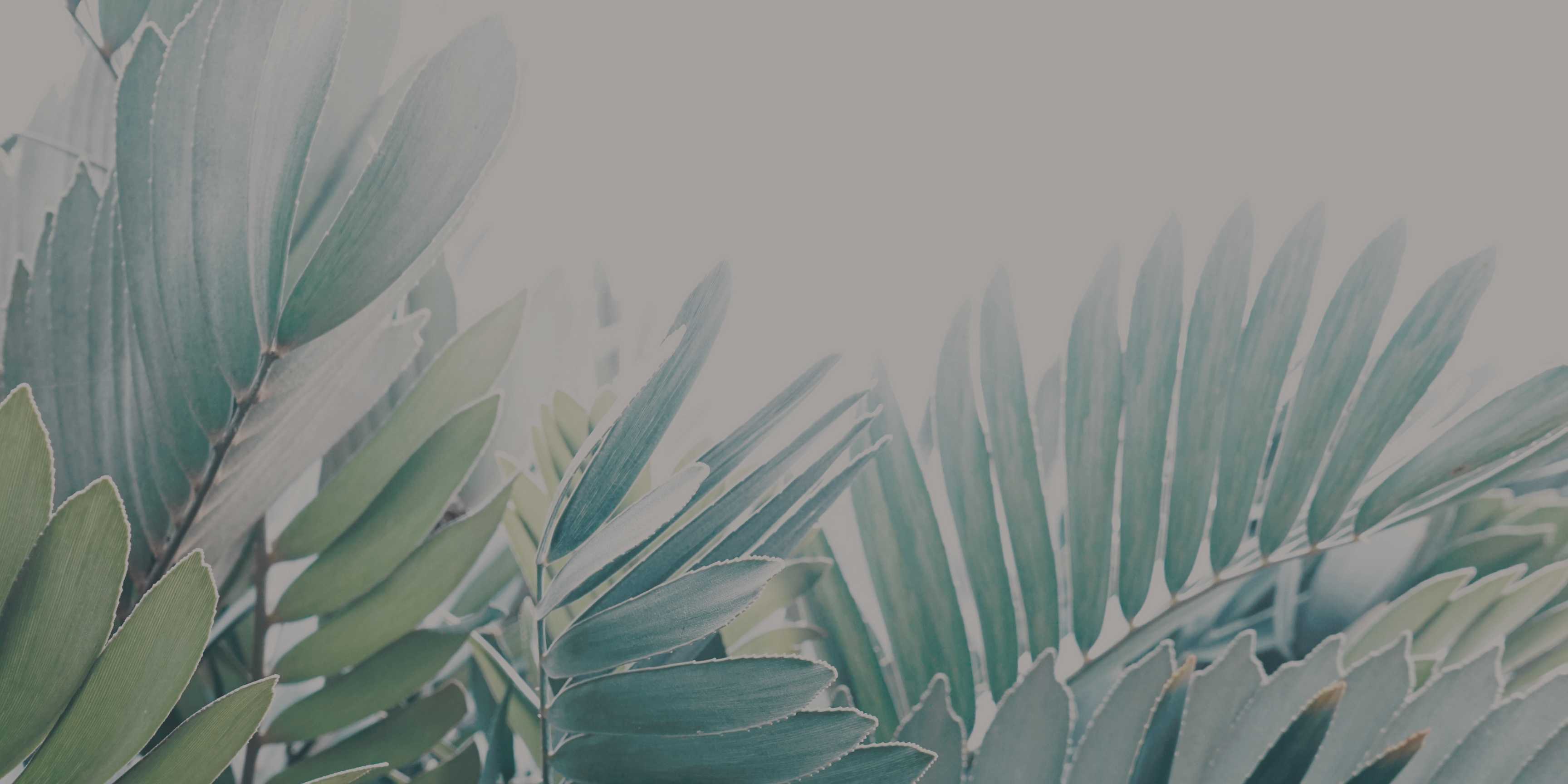 Zamia urarinorum: la planta milenaria que ayuda a preservar el equilibrio climático