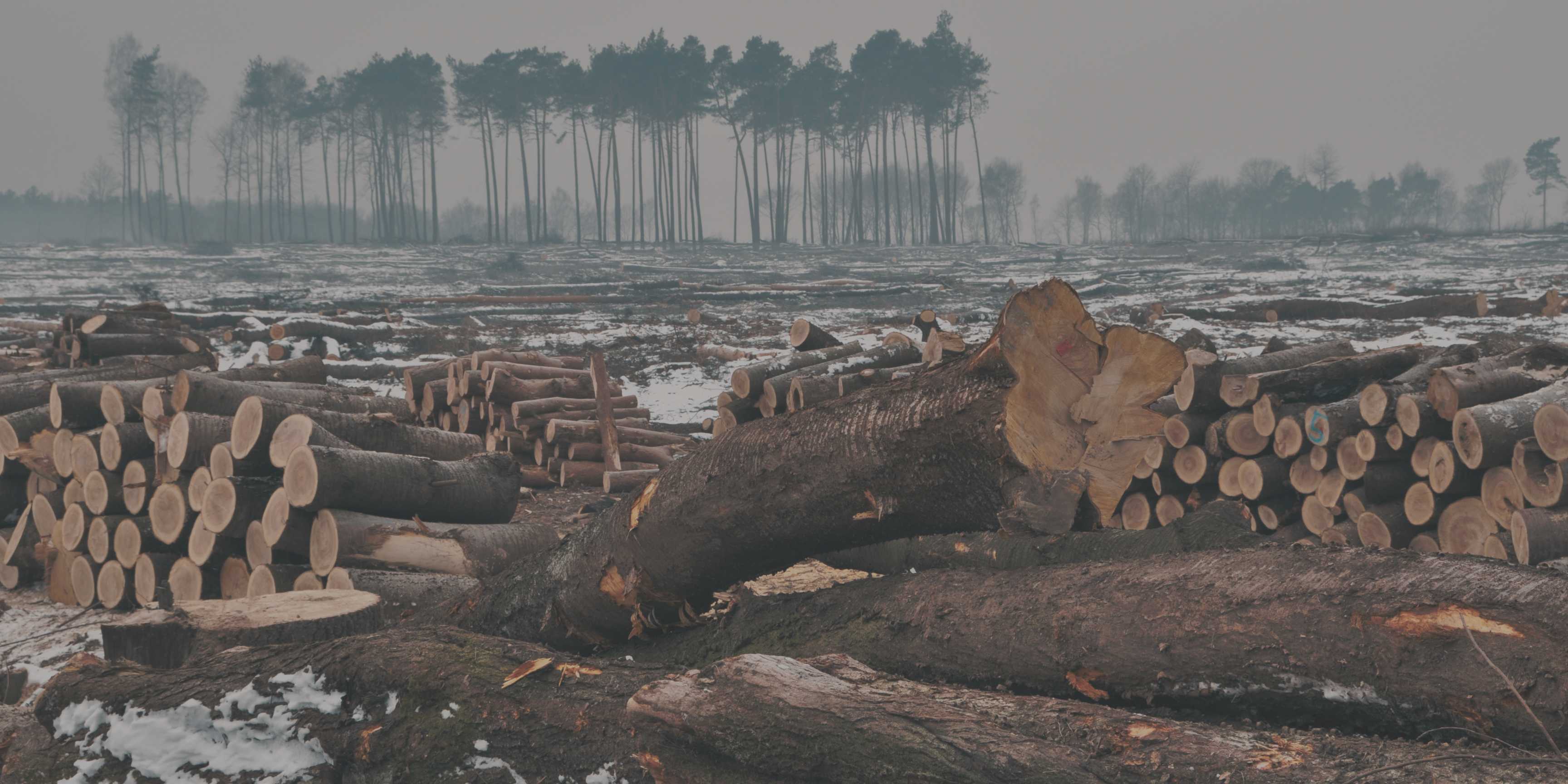 Deforestación y empresa: por qué proteger los bosques ya es una cuestión estratégica