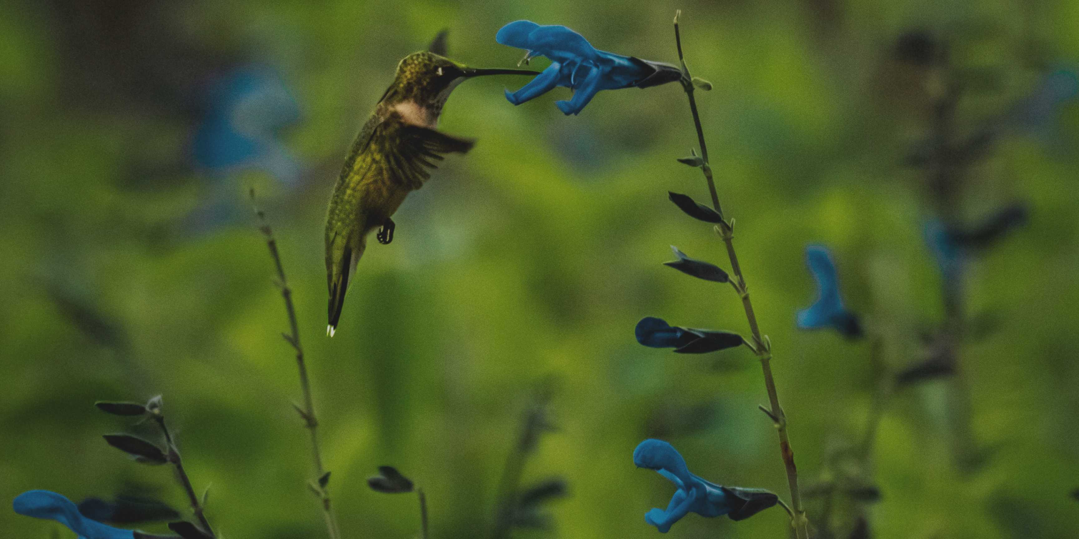 Vida silvestre y biodiversidad: proteger los ecosistemas para asegurar el futuro