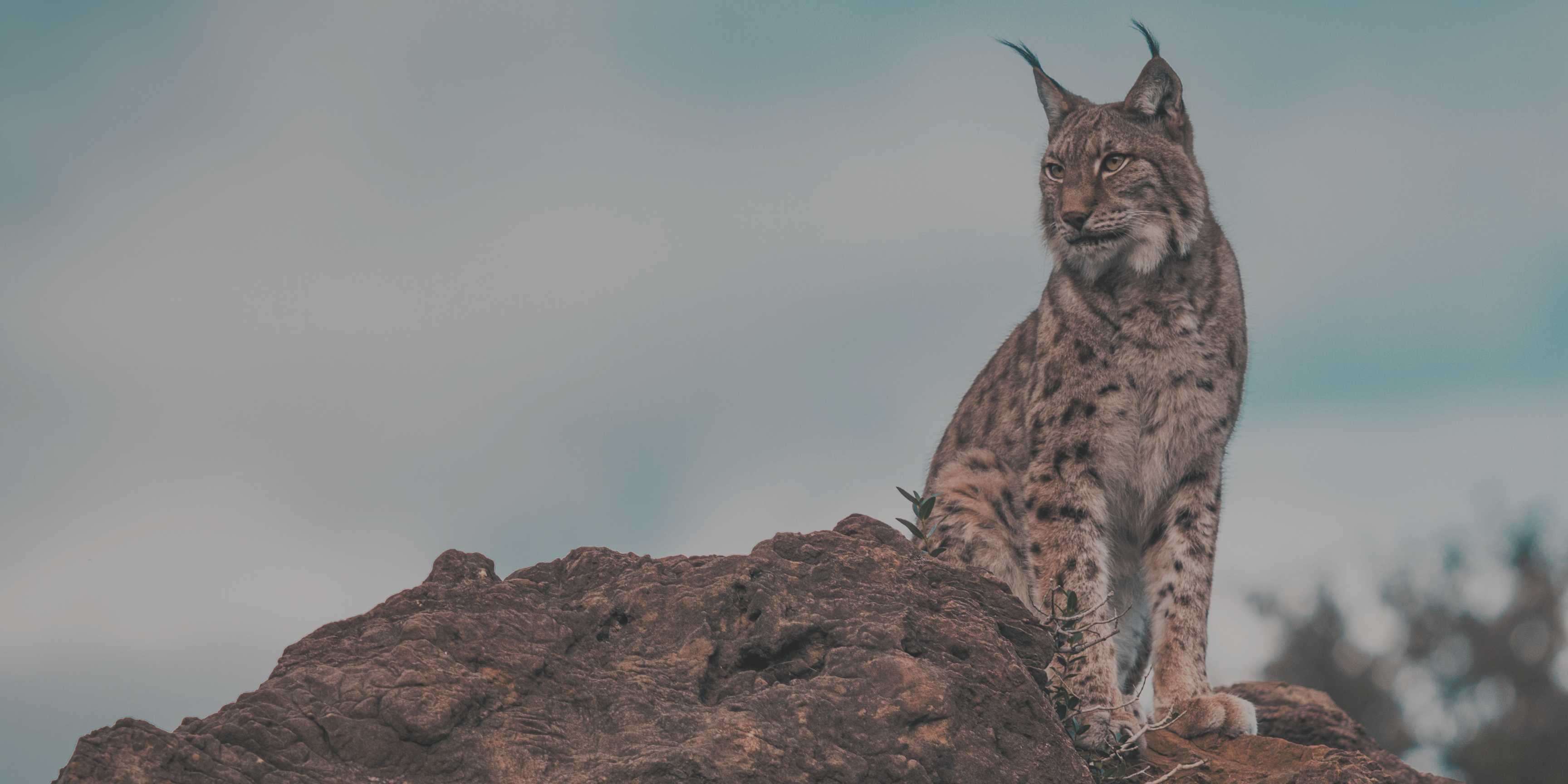 El regreso del lince ibérico: un ejemplo de cómo la conservación puede revertir la pérdida de biodiversidad