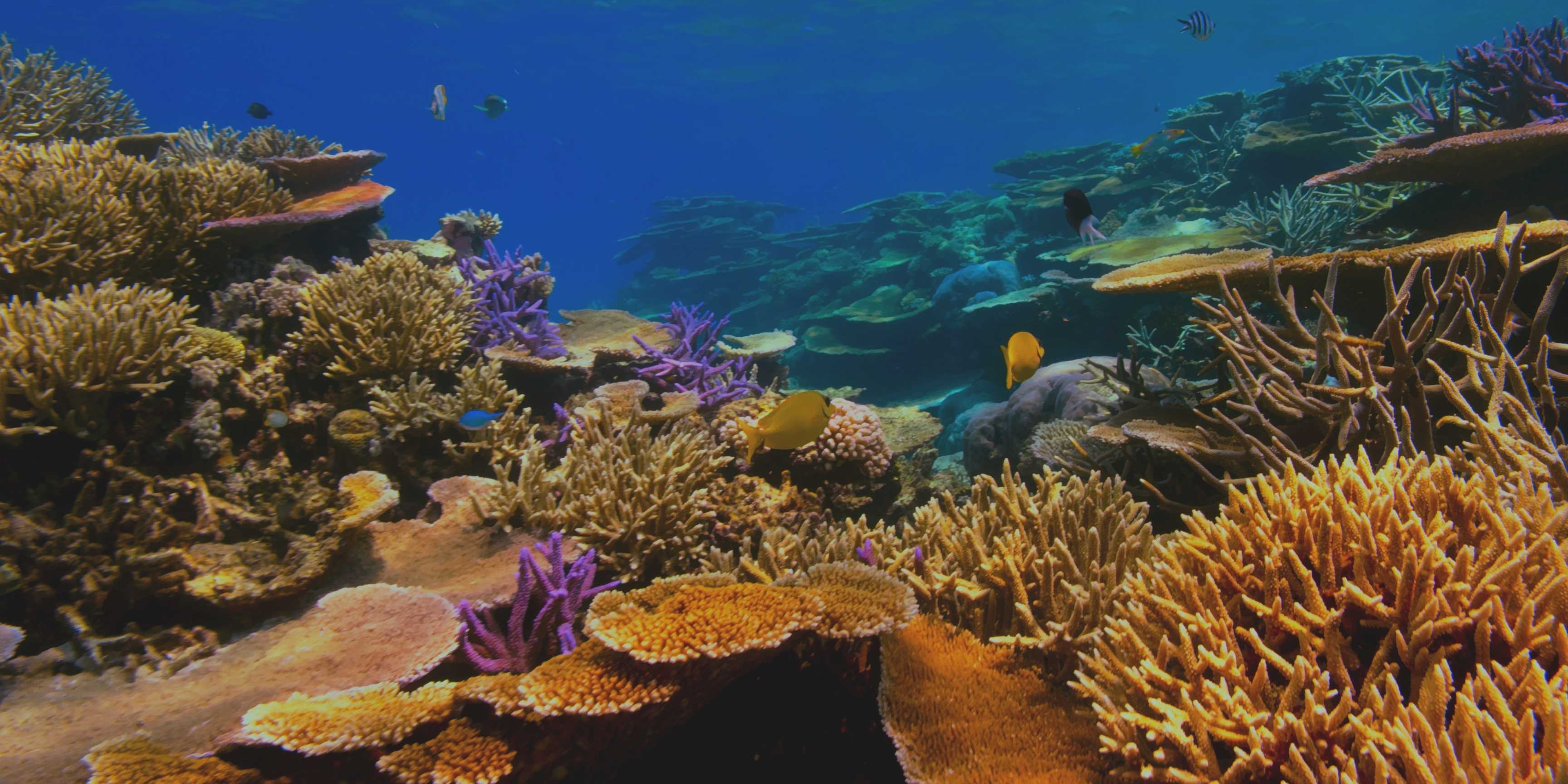 Arrecifes de coral: por qué protegerlos es esencial para el futuro de los océanos