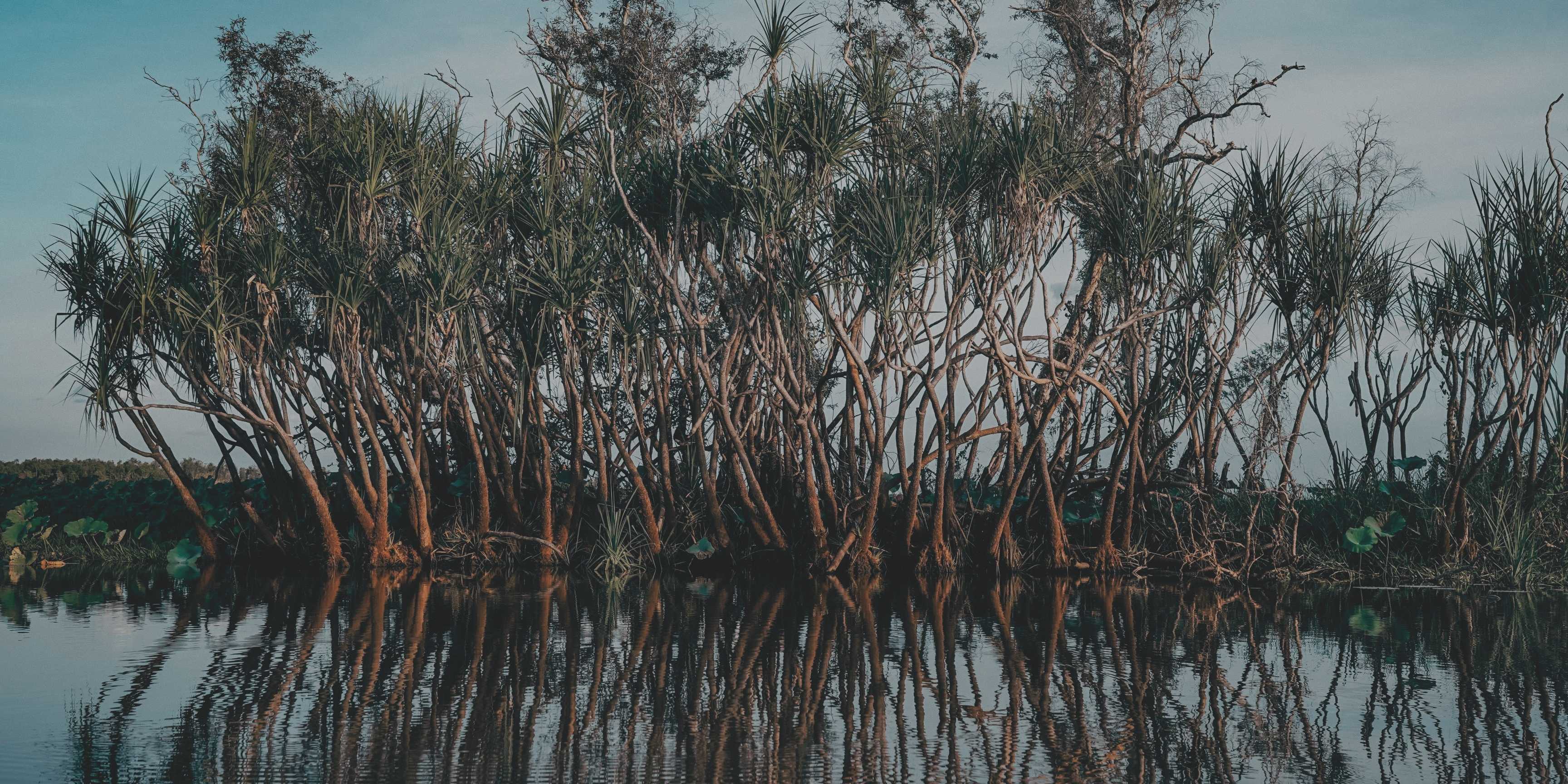 Manglares en recuperación: aliados naturales frente al cambio climático