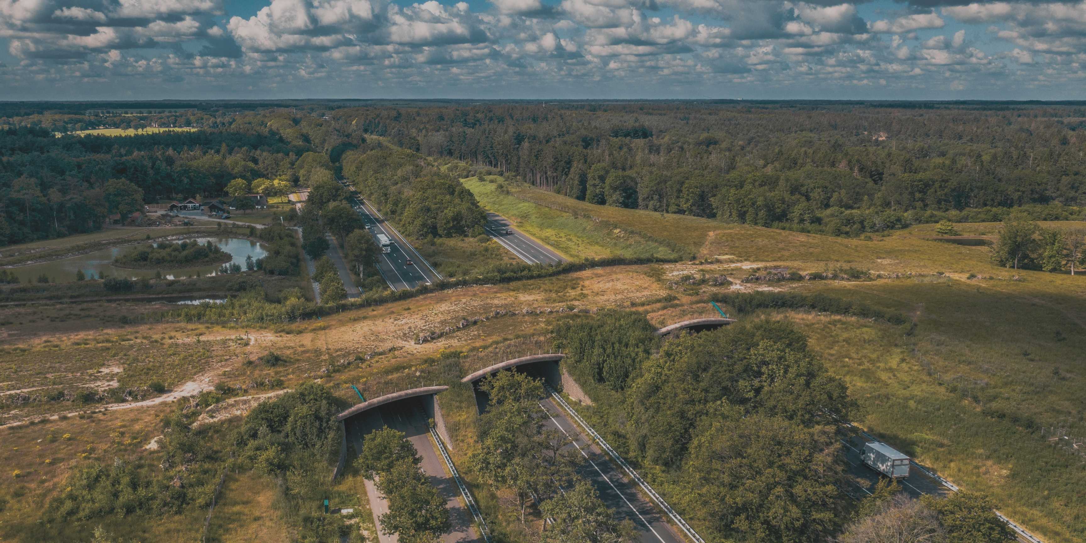 Ecoductos: infraestructuras que conectan territorios y protegen la biodiversidad
