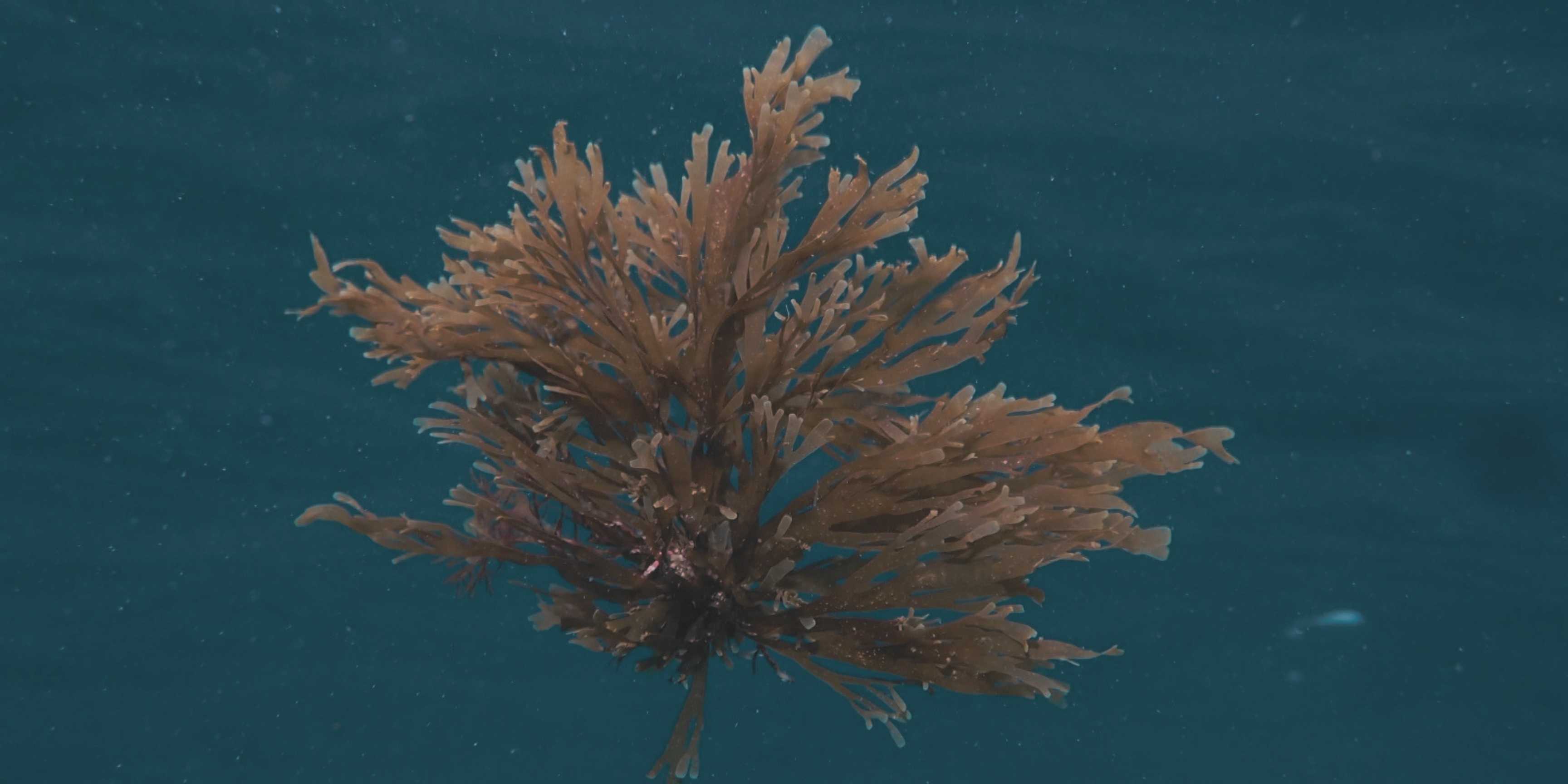 Rugulopteryx okamurae: cómo un alga invasora podría ayudar a una agricultura más sostenible